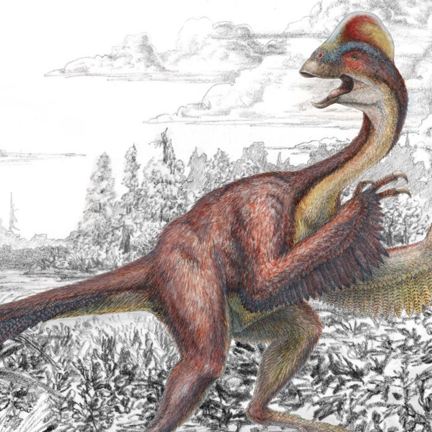Teh Neewly discovered Anzu Wyliei has many bird-like qualities, but is all dinosaur.