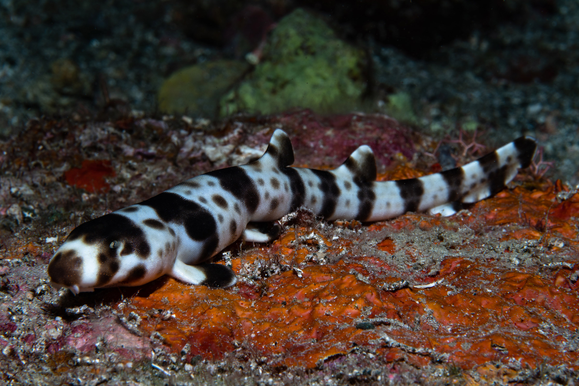 Juvenile walking sharkHemiscyllium michaeli, the leopard epaulette shark, is a species of bamboo shark in the genus Hemiscyllium. It is a tropical shark known from the shallow ocean in the Milne Bay region of eastern Papua New Guinea.