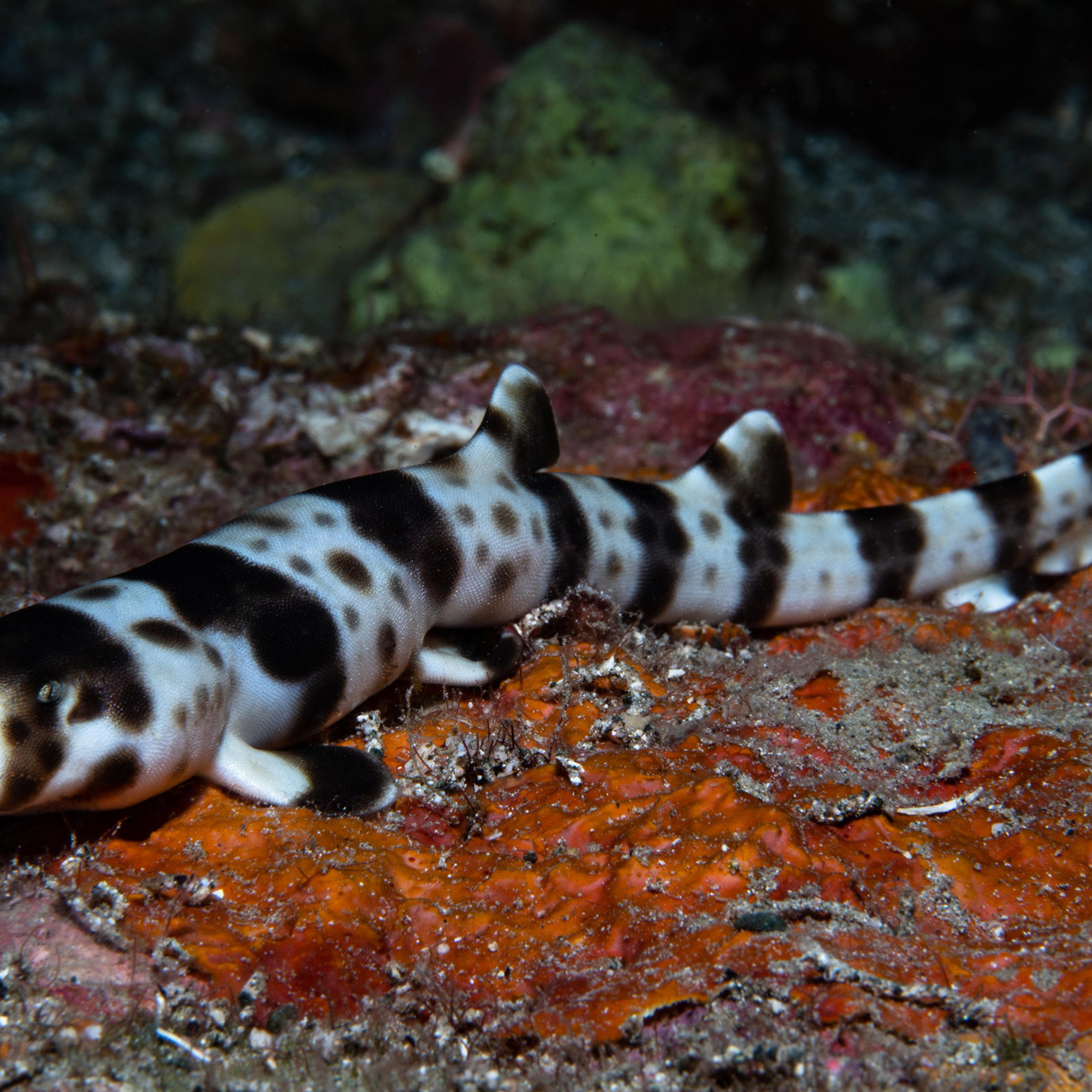 Juvenile walking sharkHemiscyllium michaeli, the leopard epaulette shark, is a species of bamboo shark in the genus Hemiscyllium. It is a tropical shark known from the shallow ocean in the Milne Bay region of eastern Papua New Guinea.