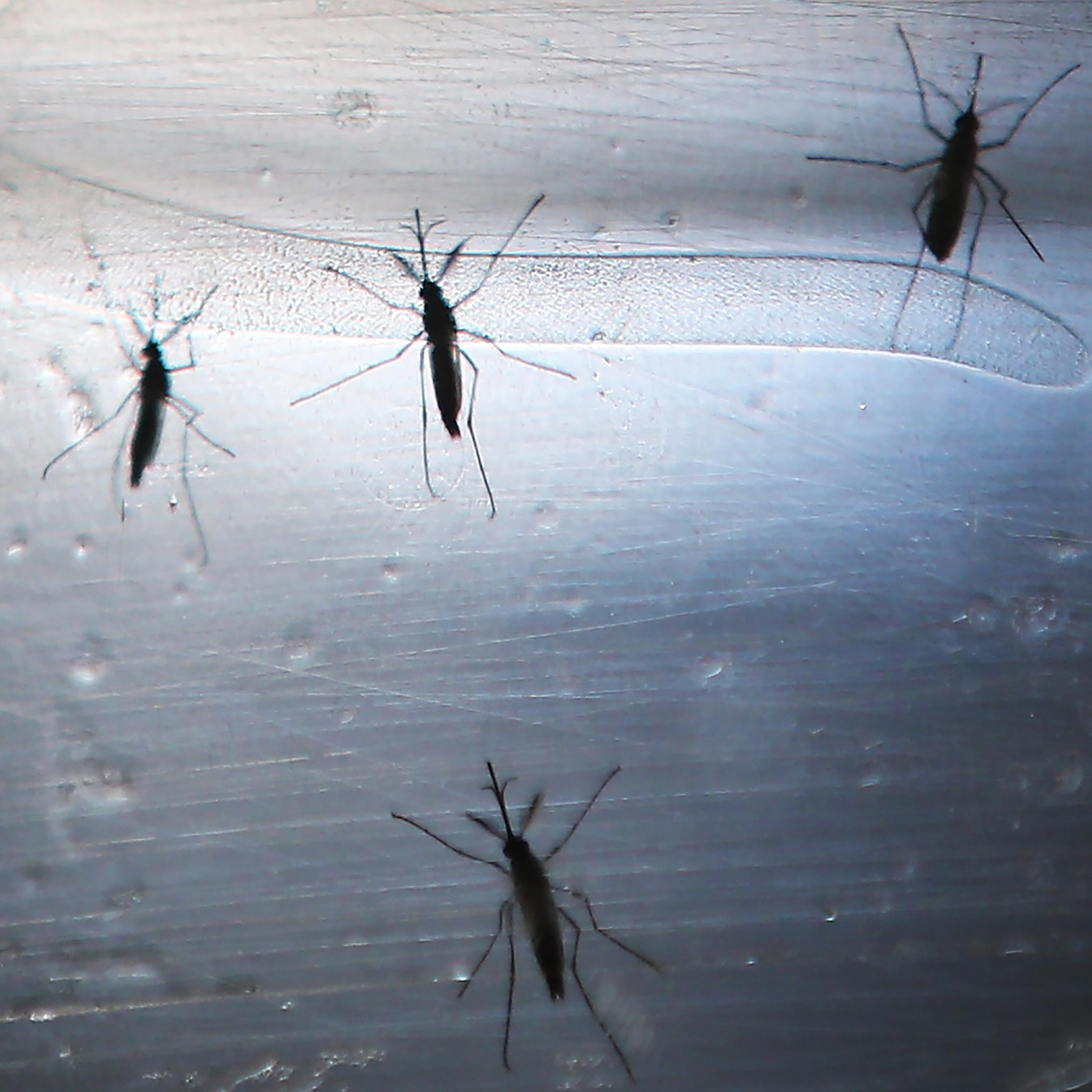 Brazil Continues Battle Against Zika Virus Ahead Of Olympic Games
