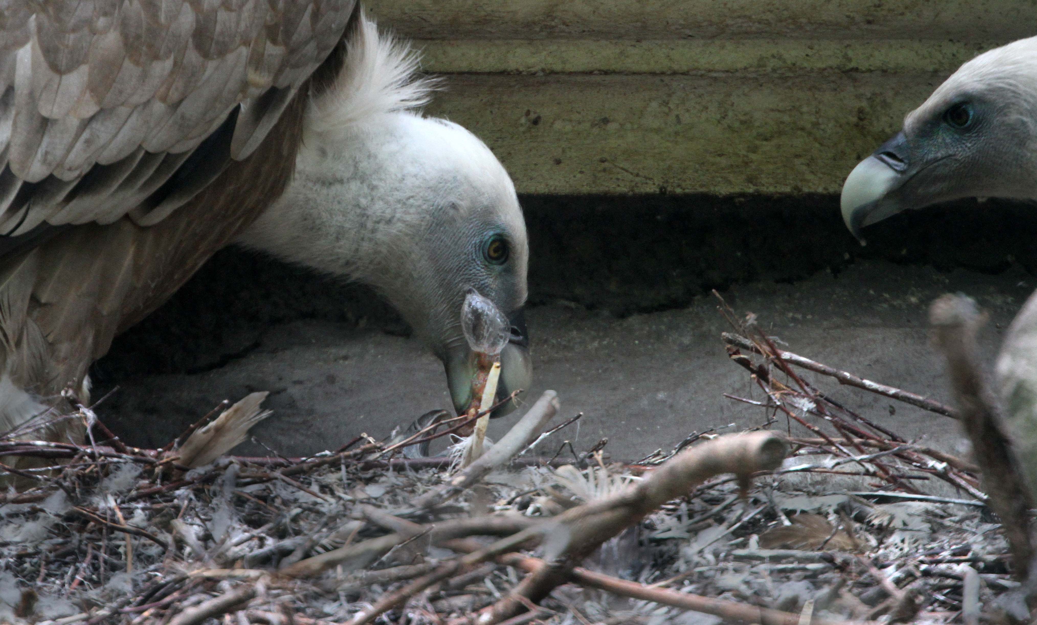 A gay vulture couple feeds their chick at the Artis Zoo in Amsterdam.