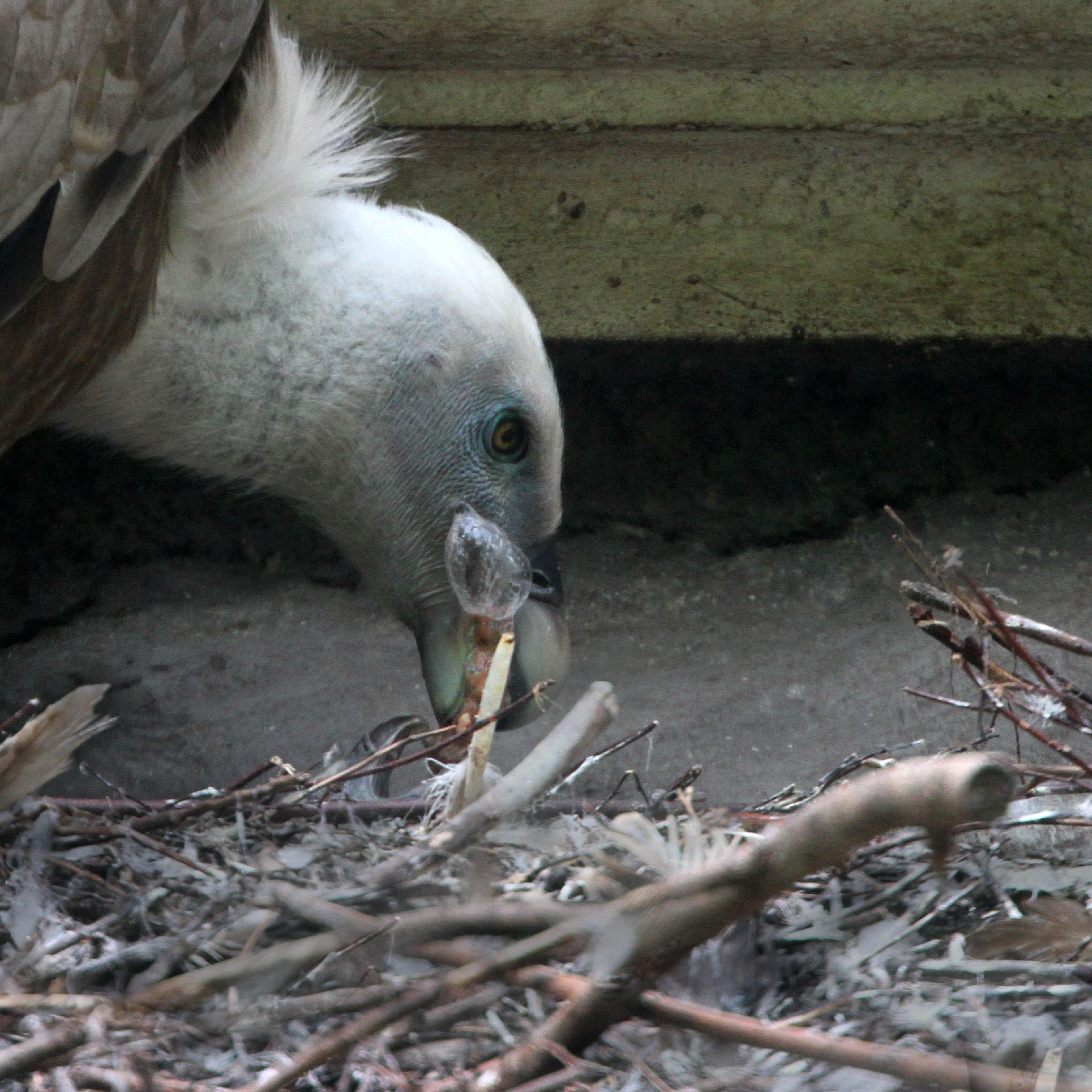 A gay vulture couple feeds their chick at the Artis Zoo in Amsterdam.