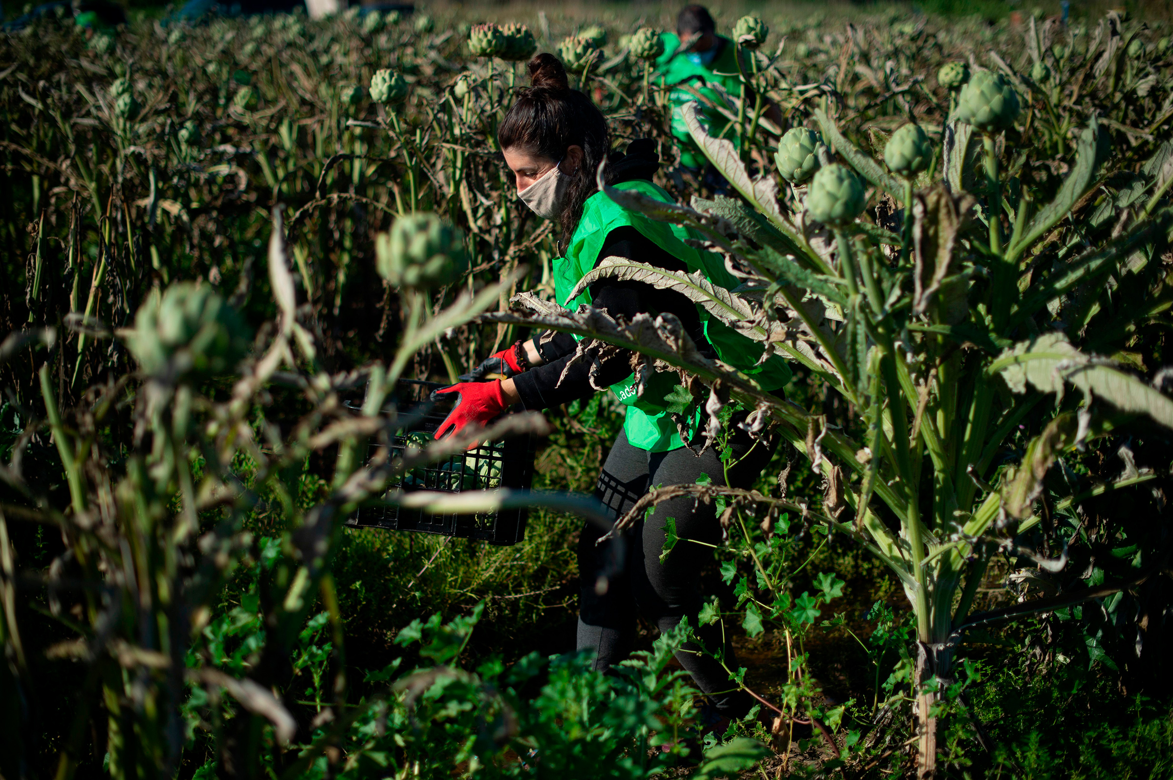 A volunteer in the non-profit organization Espigoladors works on an artichoke field in El Prat del Llobregat, Spain, to reduce food waste by harvesting surplus fruits for soup kitchens in April