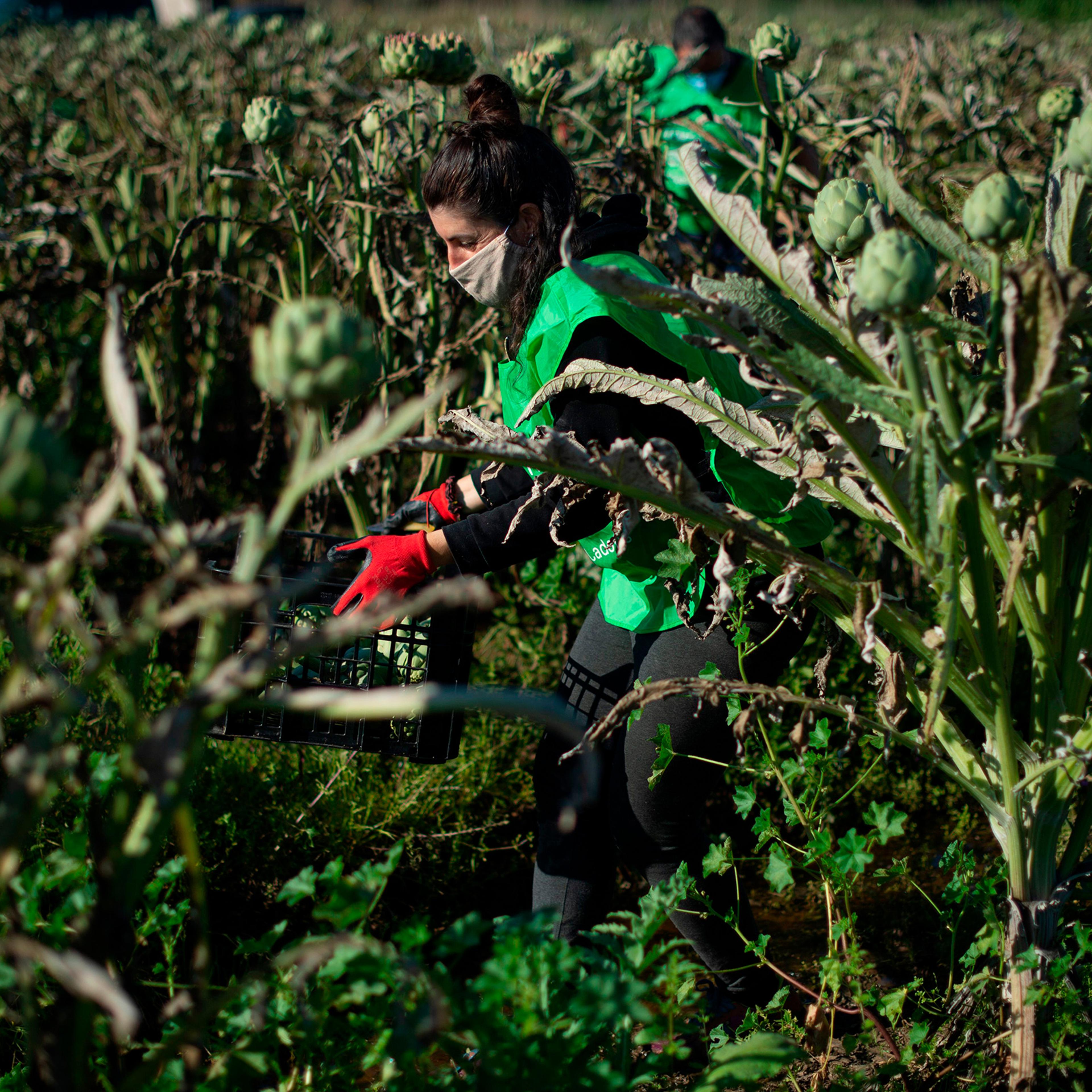 A volunteer in the non-profit organization Espigoladors works on an artichoke field in El Prat del Llobregat, Spain, to reduce food waste by harvesting surplus fruits for soup kitchens in April