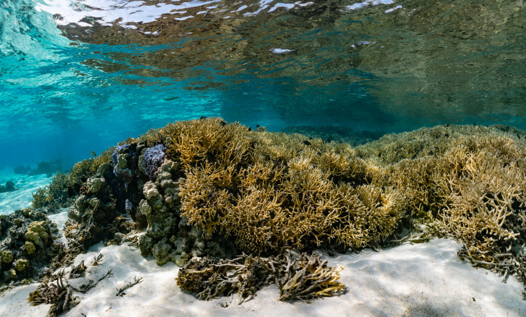 Coral Reefs And White Death