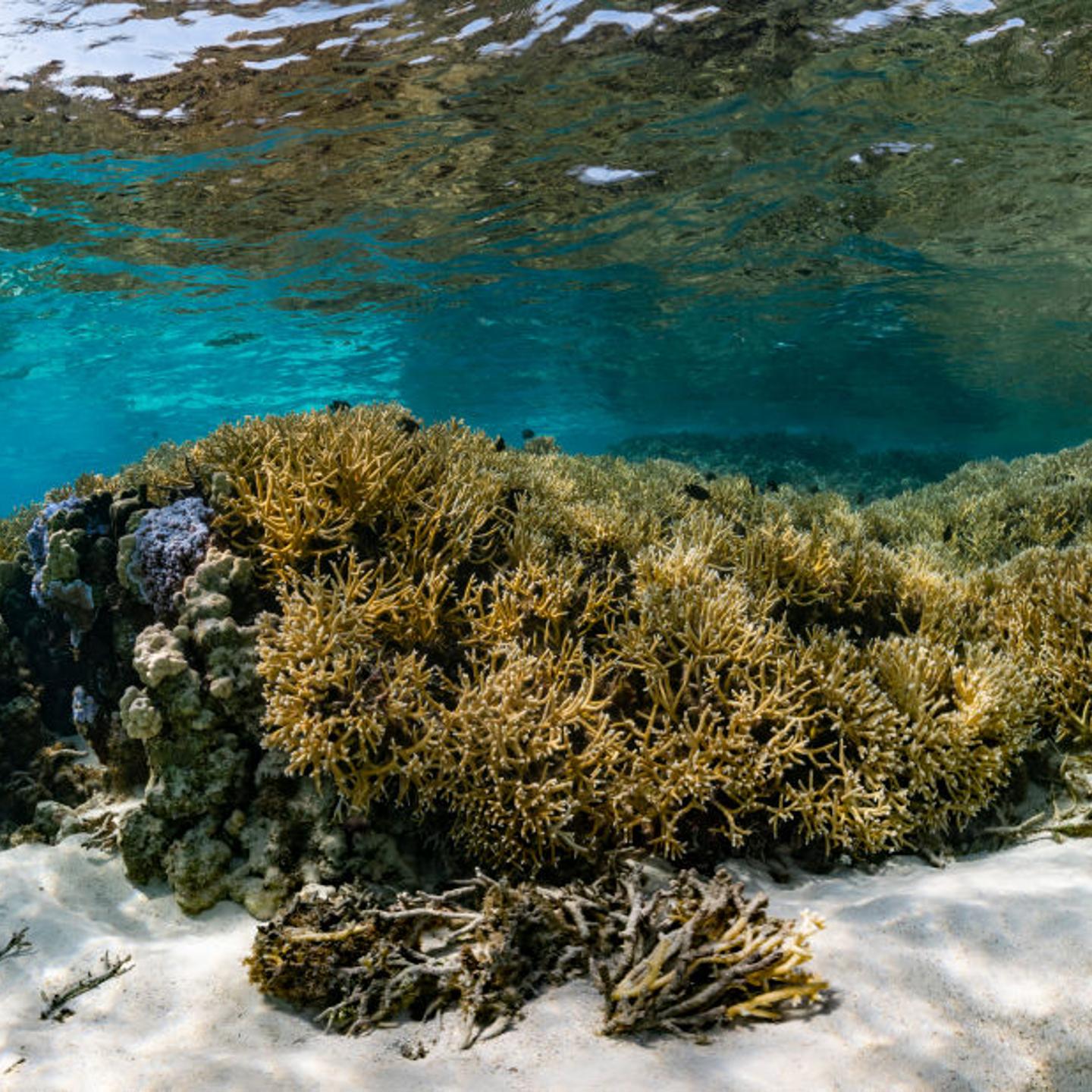 Coral Reefs And White Death