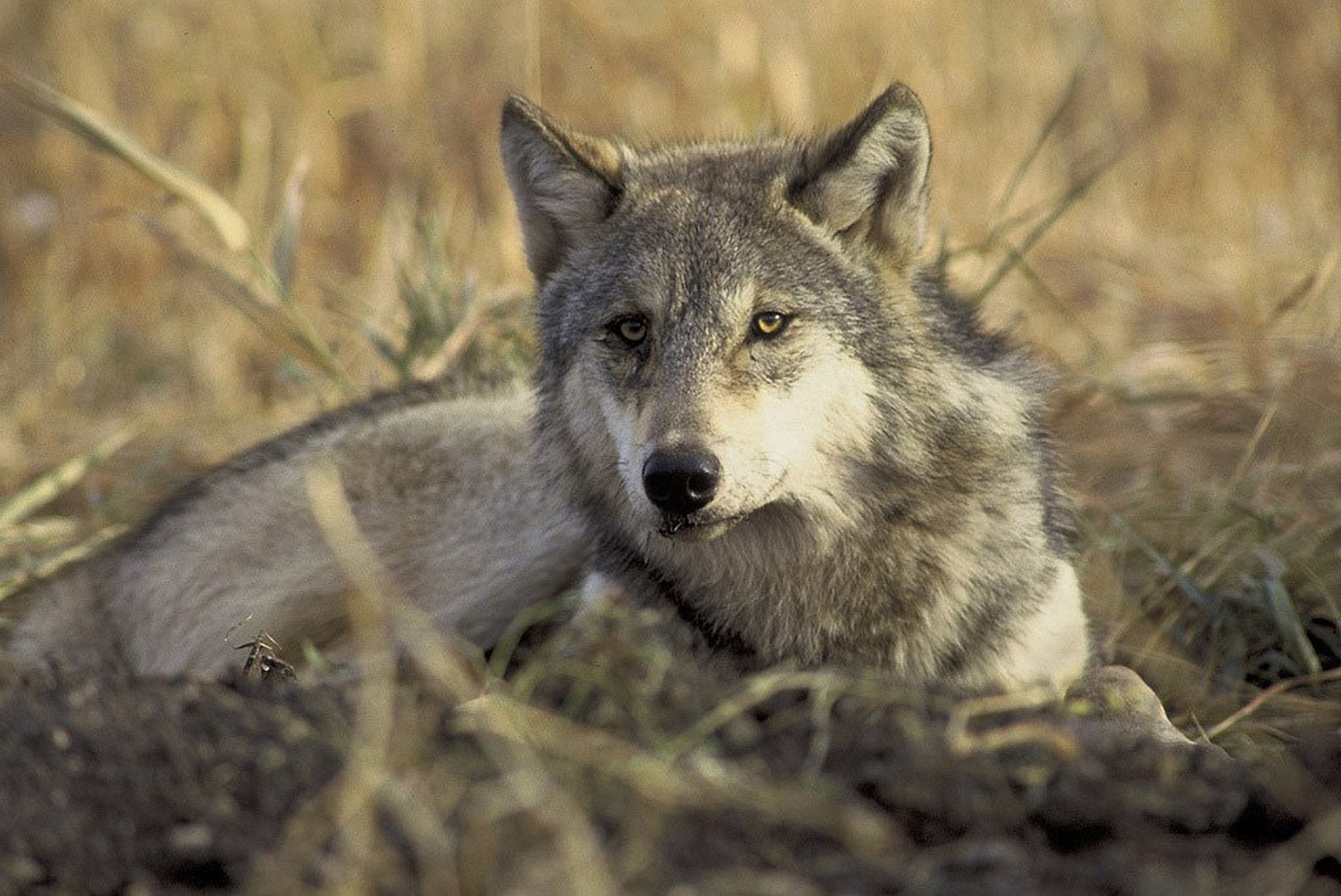 An endangered gray wolf is pictured in this undated handout photo from the U.S. Fish and Wildlife Service.