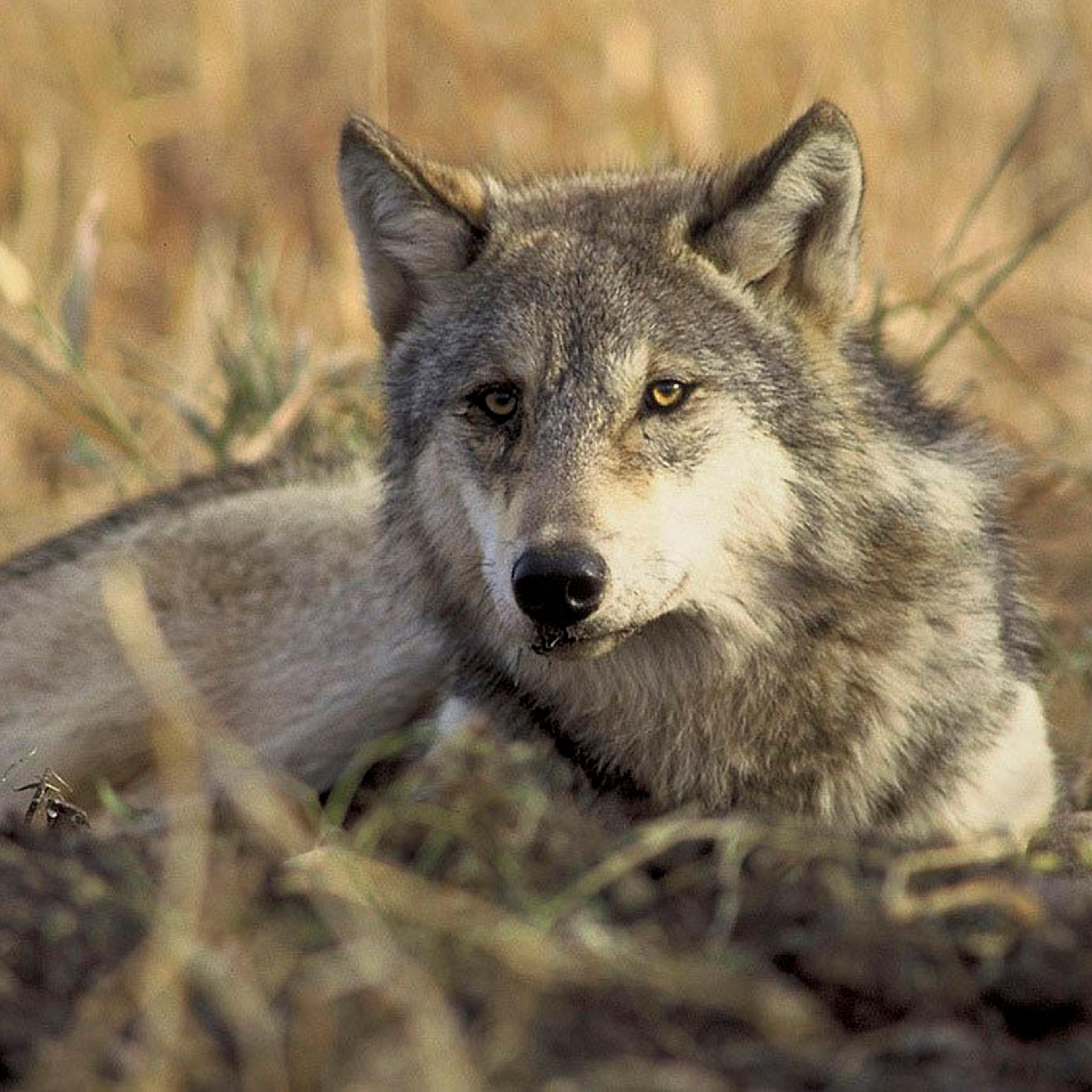 An endangered gray wolf is pictured in this undated handout photo from the U.S. Fish and Wildlife Service.