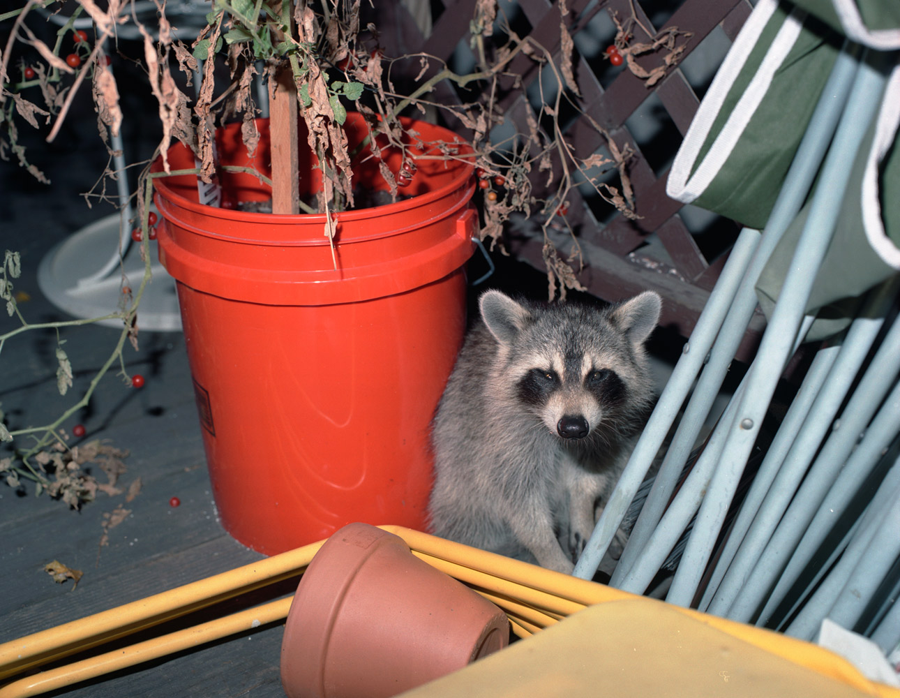 Brooklyn, 2010