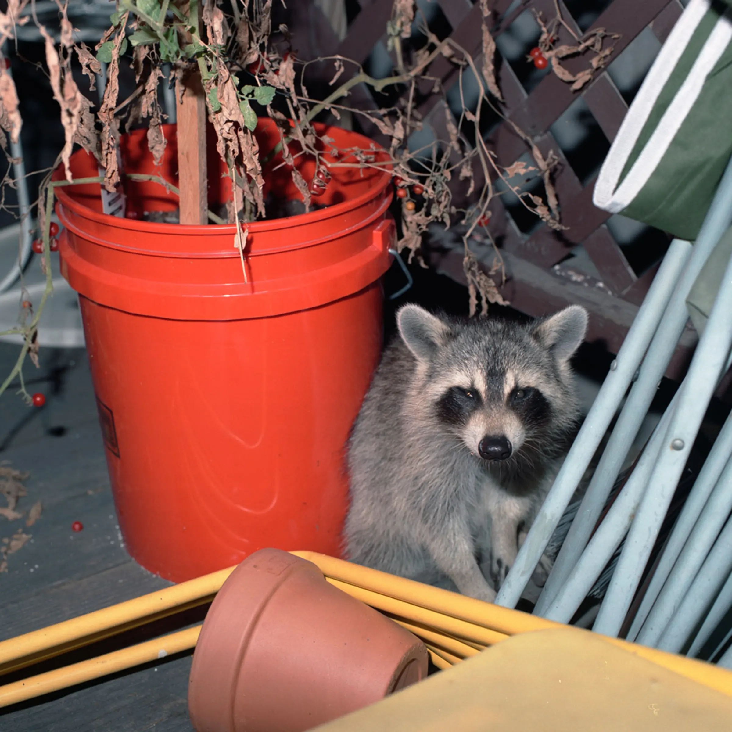 Brooklyn, 2010
