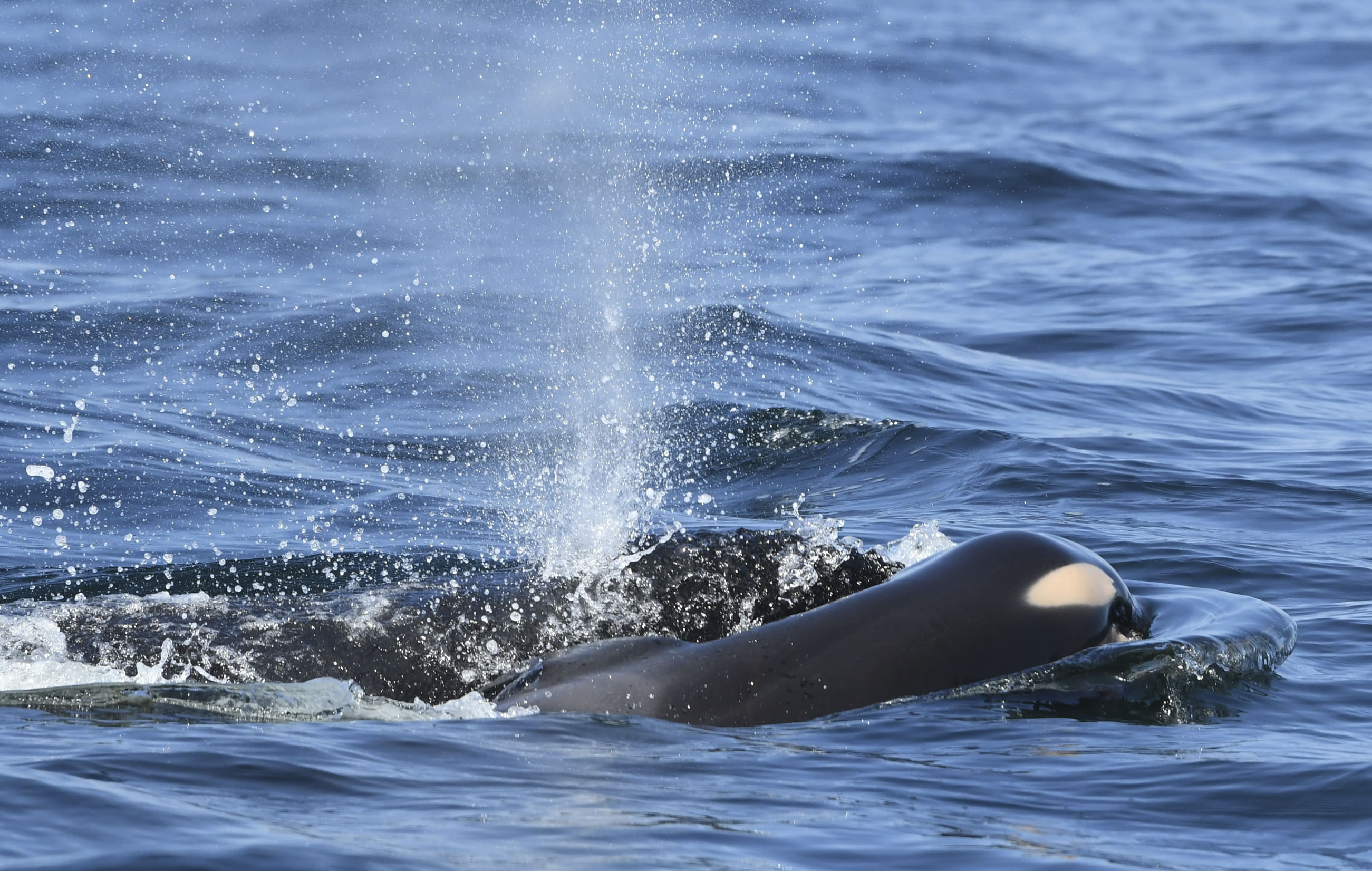 Orca Calf