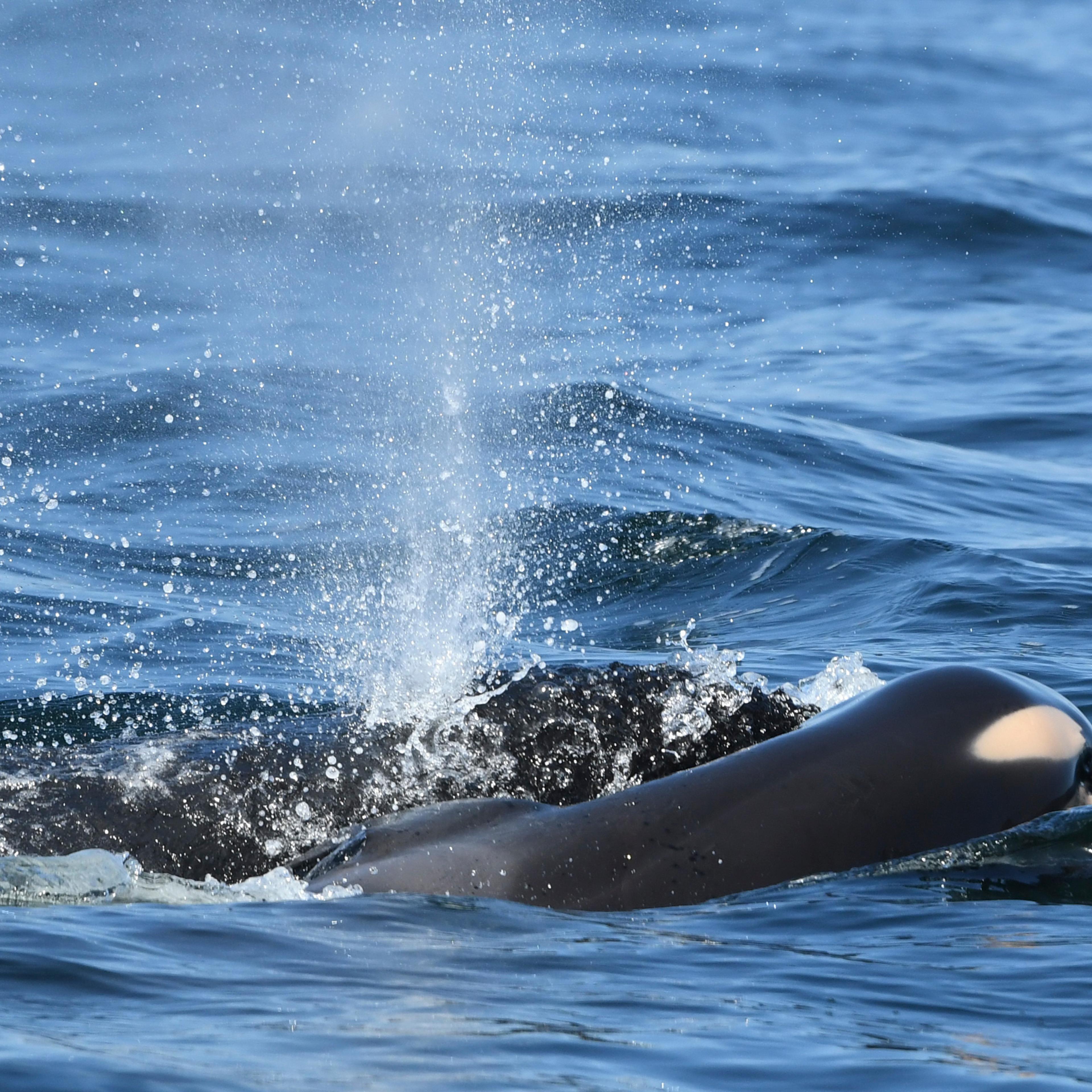 Orca Calf