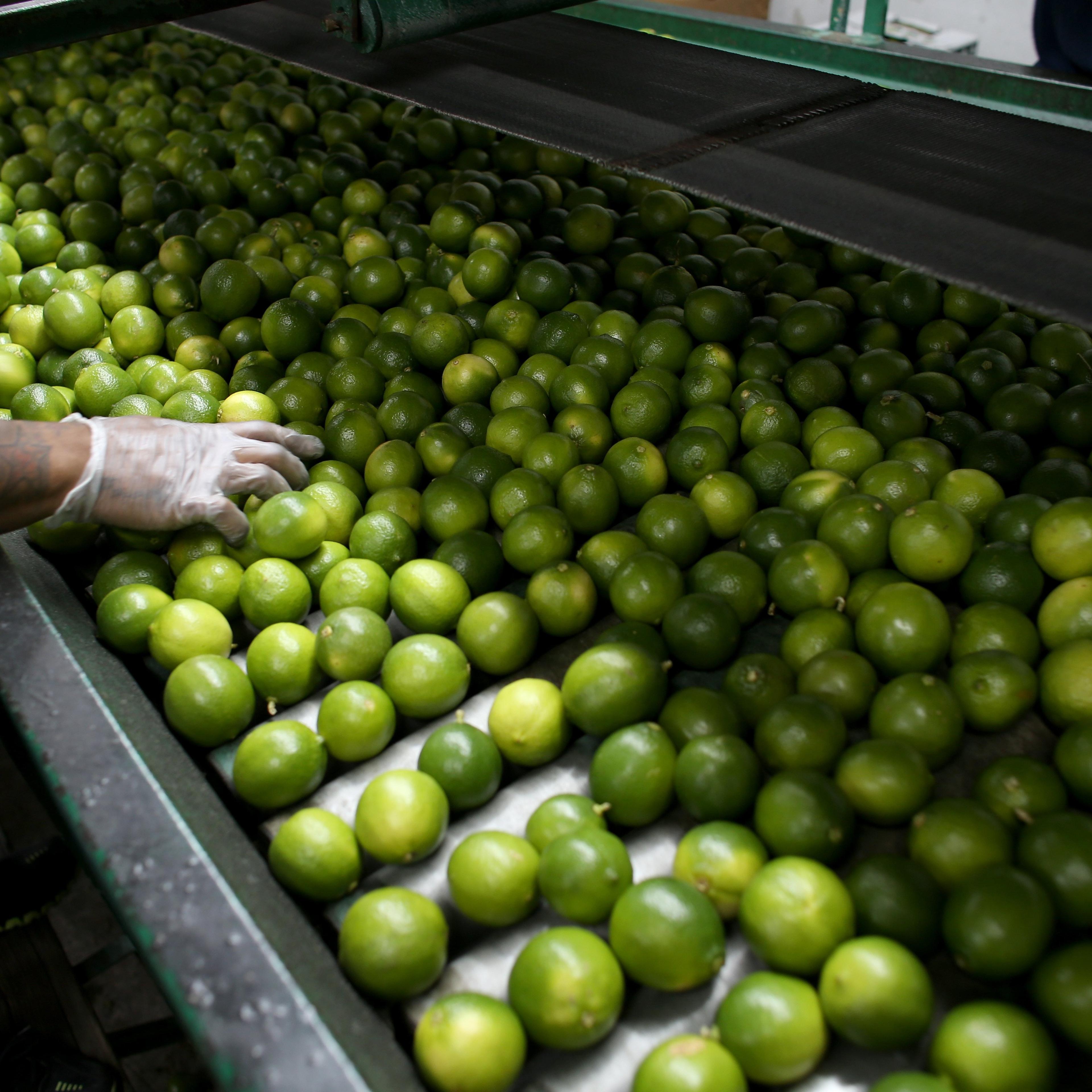 Dairoby Aldana sorts limes that have been imported from Columbia at SA Mex produce on March 26, 2014 in Miami.