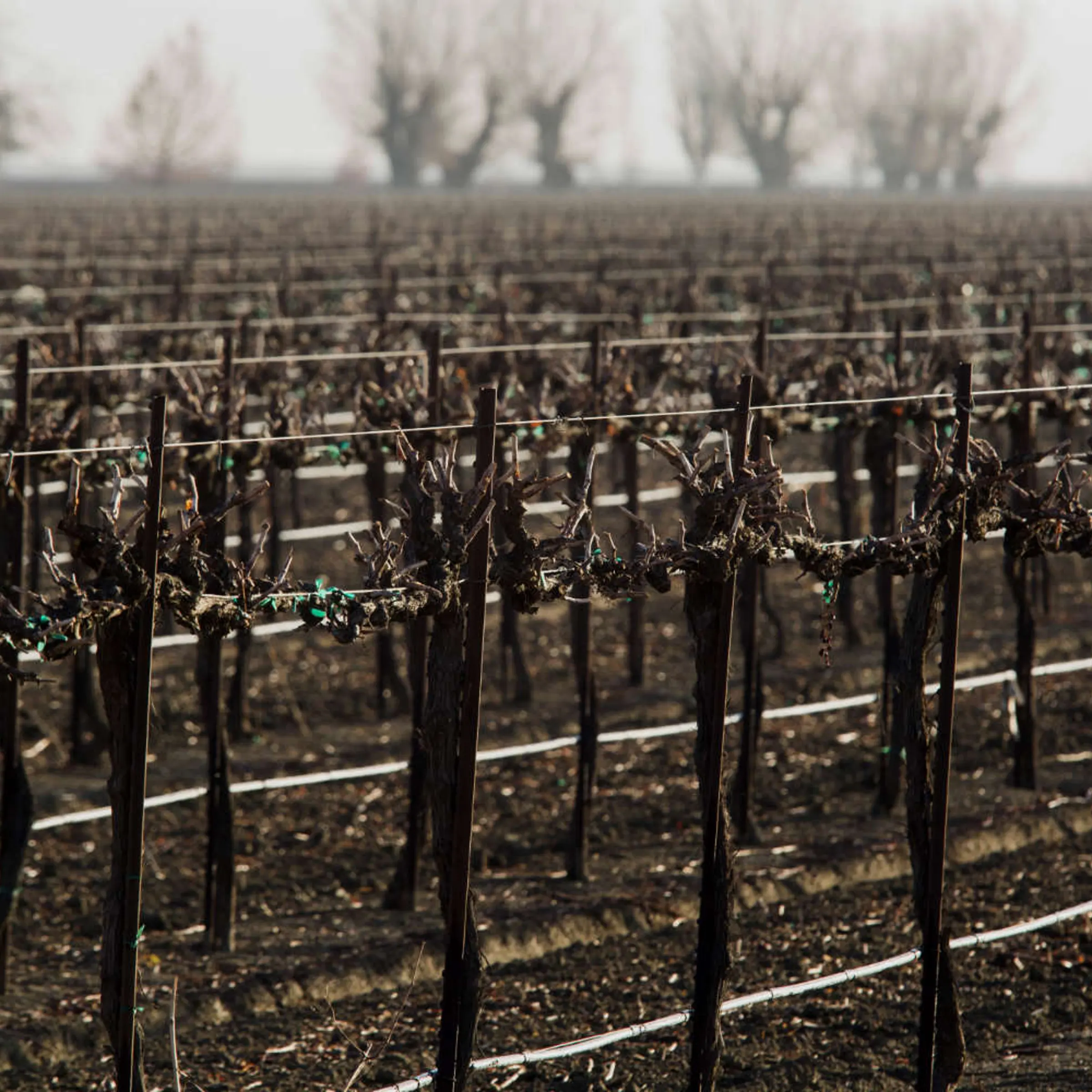 California drought farms