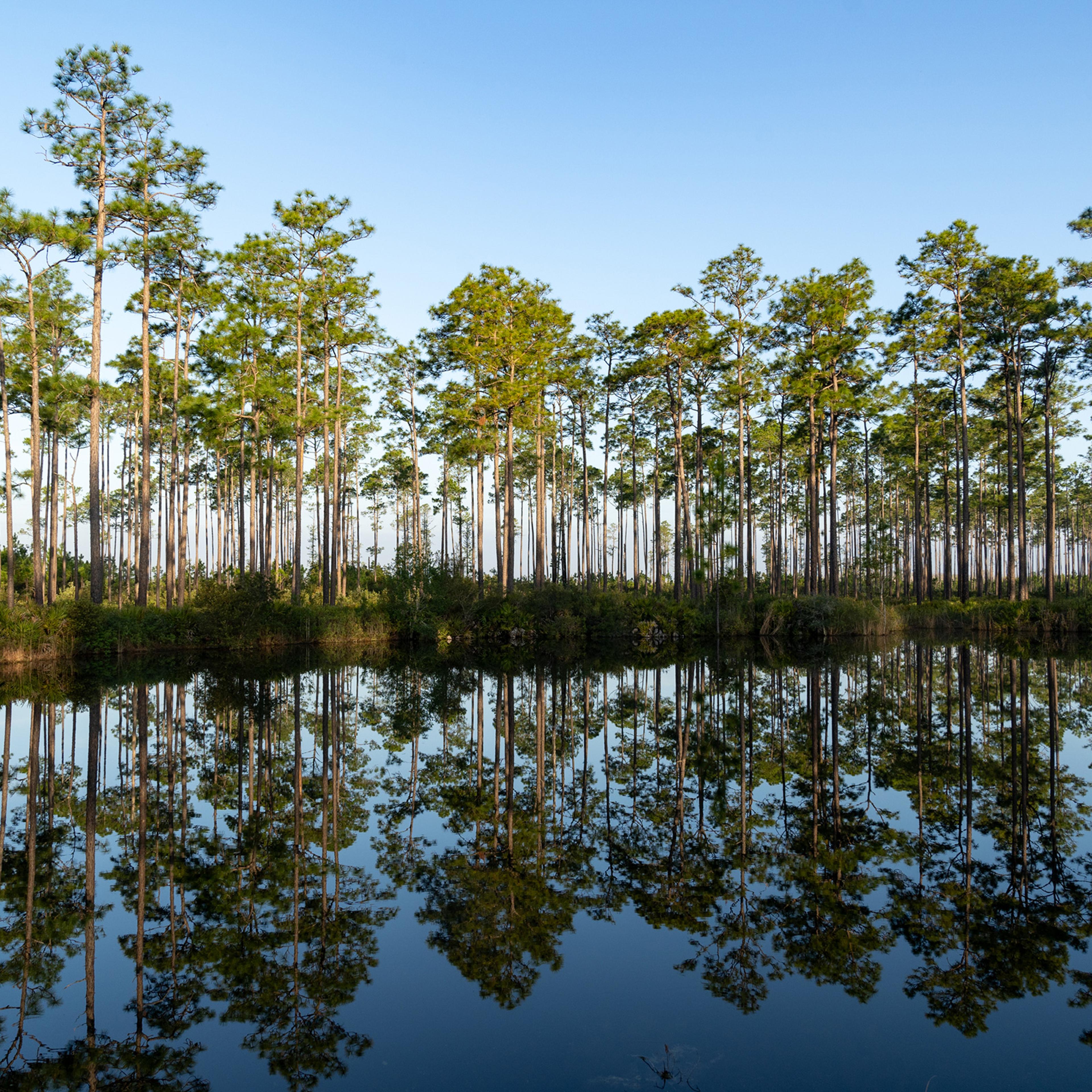 Trees are reflected in the water of the Okefenokee Swamp on March 15, 2024 in Folkston, Georgia. The Okefenokee is the largest black water swamp in North America, and the largest freshwater ecosystem, creating an ideal sanctuary for wildlife. Twin Pines, an Alabama-based mining company, plans to mine part of the swamp for minerals, such as titanium dioxide and zirconium.