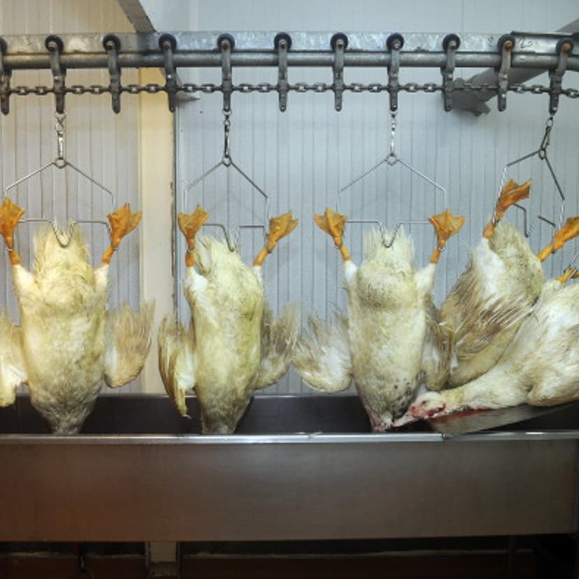 FRANCE-AGRICULTURE-ANIMAL-GASTRONOMY