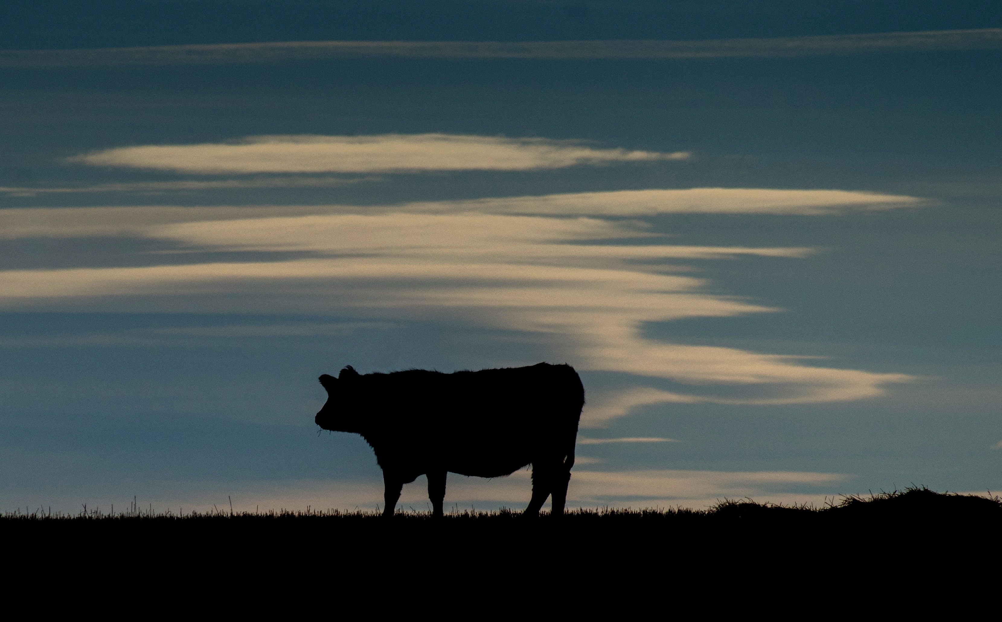 mad cow disease france canada
