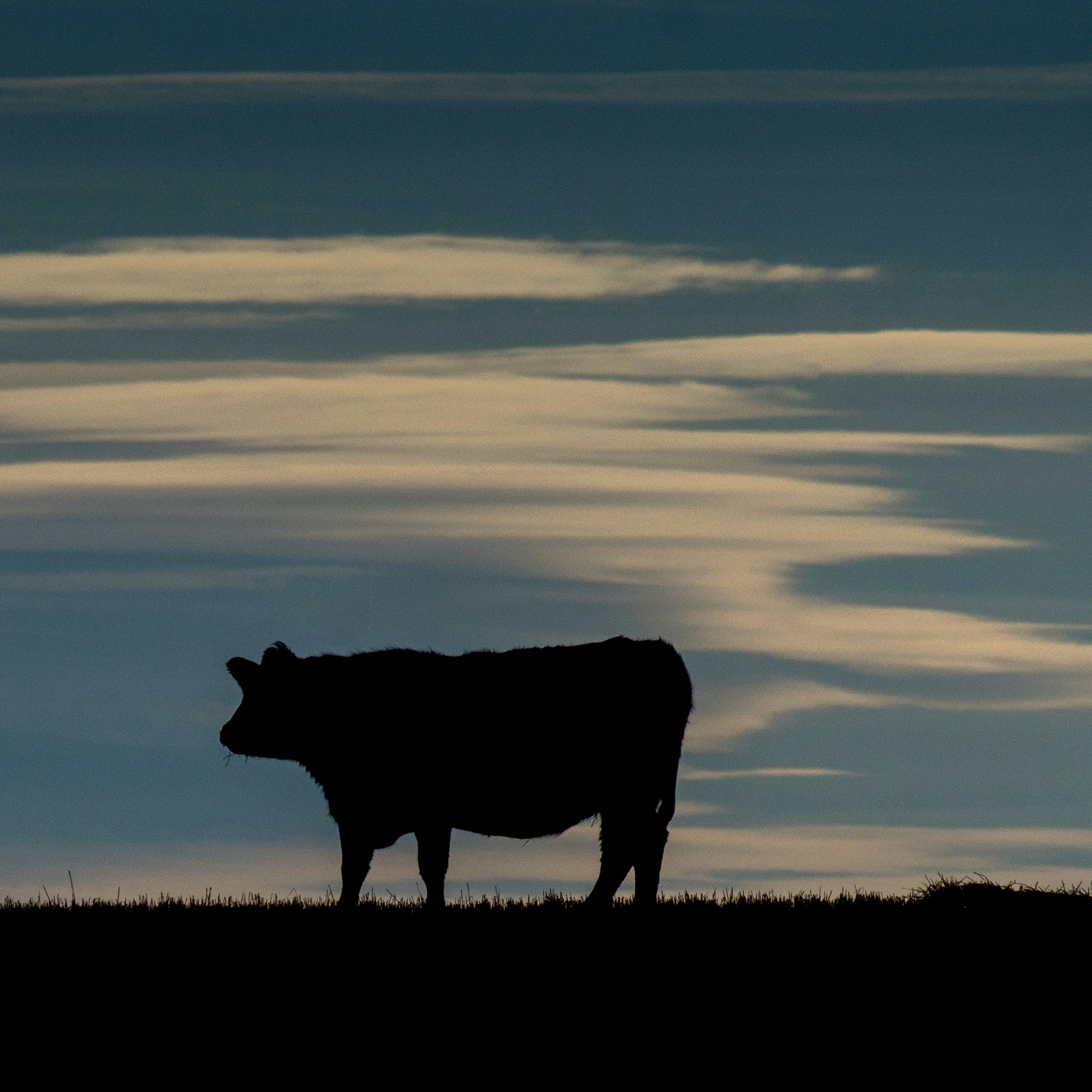 mad cow disease france canada