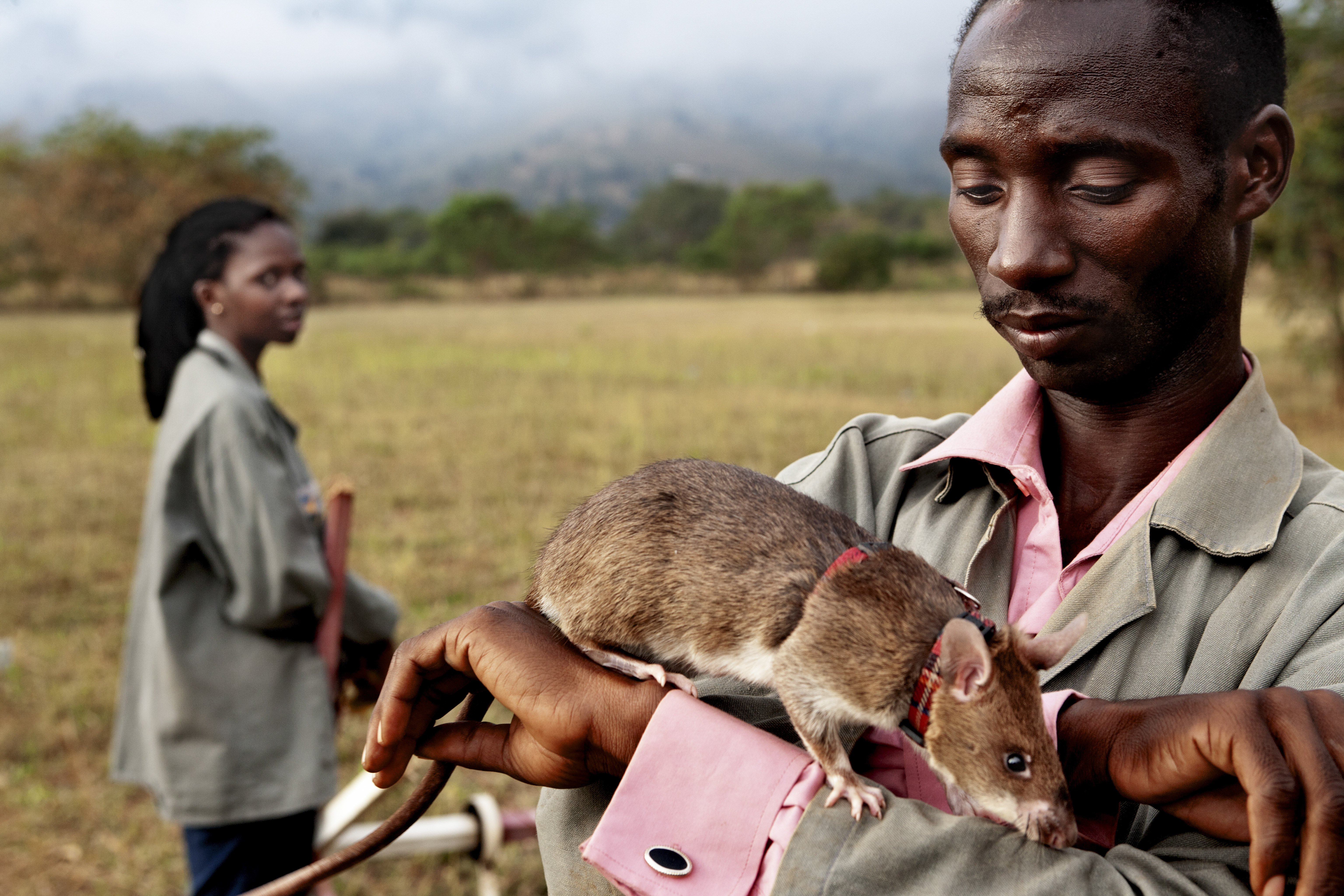 Local trainer Peter Mushi prepares a rat for its daily lesson on June 20, 2014 in Morogoro, Tanzania. Rats make perfect candidates for mine clearing because their sense of smell is excellent, they are natives of Africa and thus immune to many tropical di
