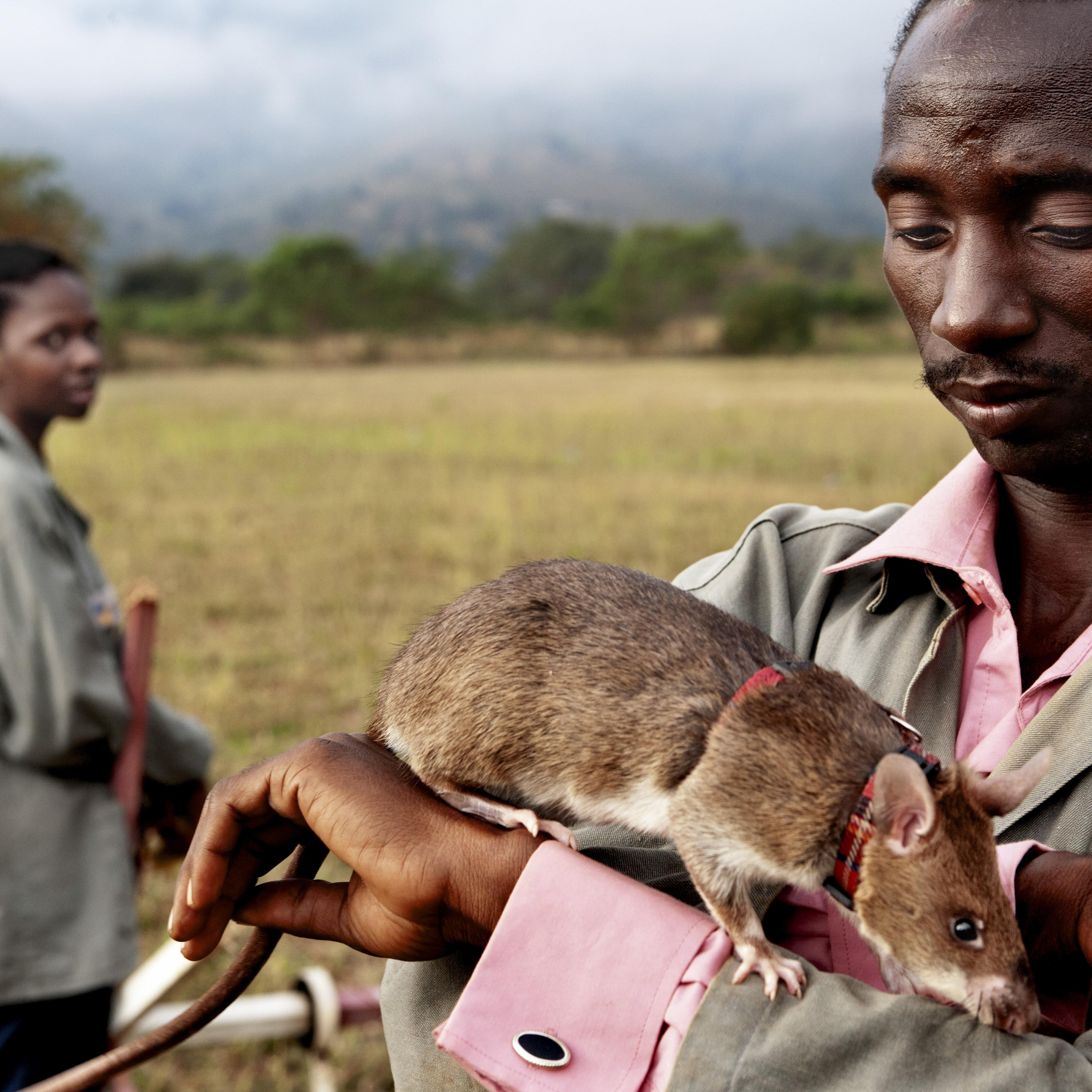 Local trainer Peter Mushi prepares a rat for its daily lesson on June 20, 2014 in Morogoro, Tanzania. Rats make perfect candidates for mine clearing because their sense of smell is excellent, they are natives of Africa and thus immune to many tropical di