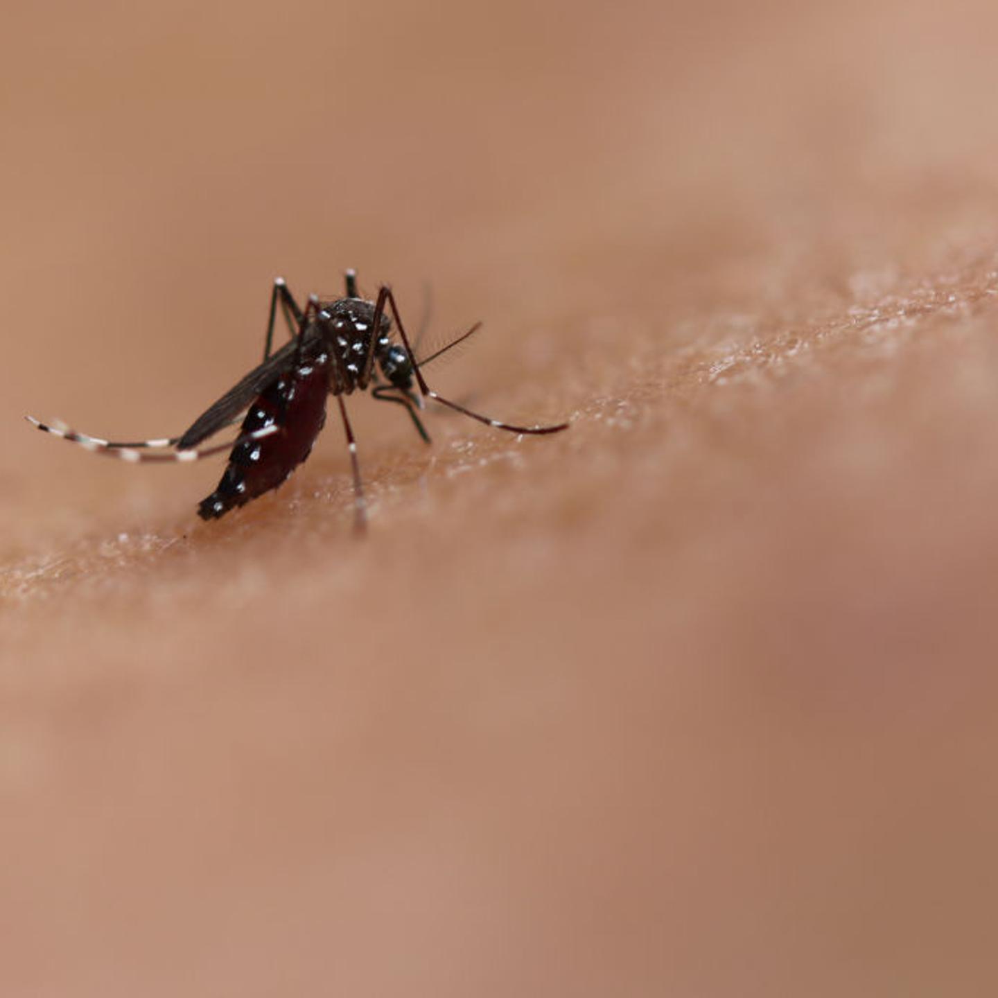 This Aedes mosquito can transmit diseases such as chikungunya, dengue, and Zika.