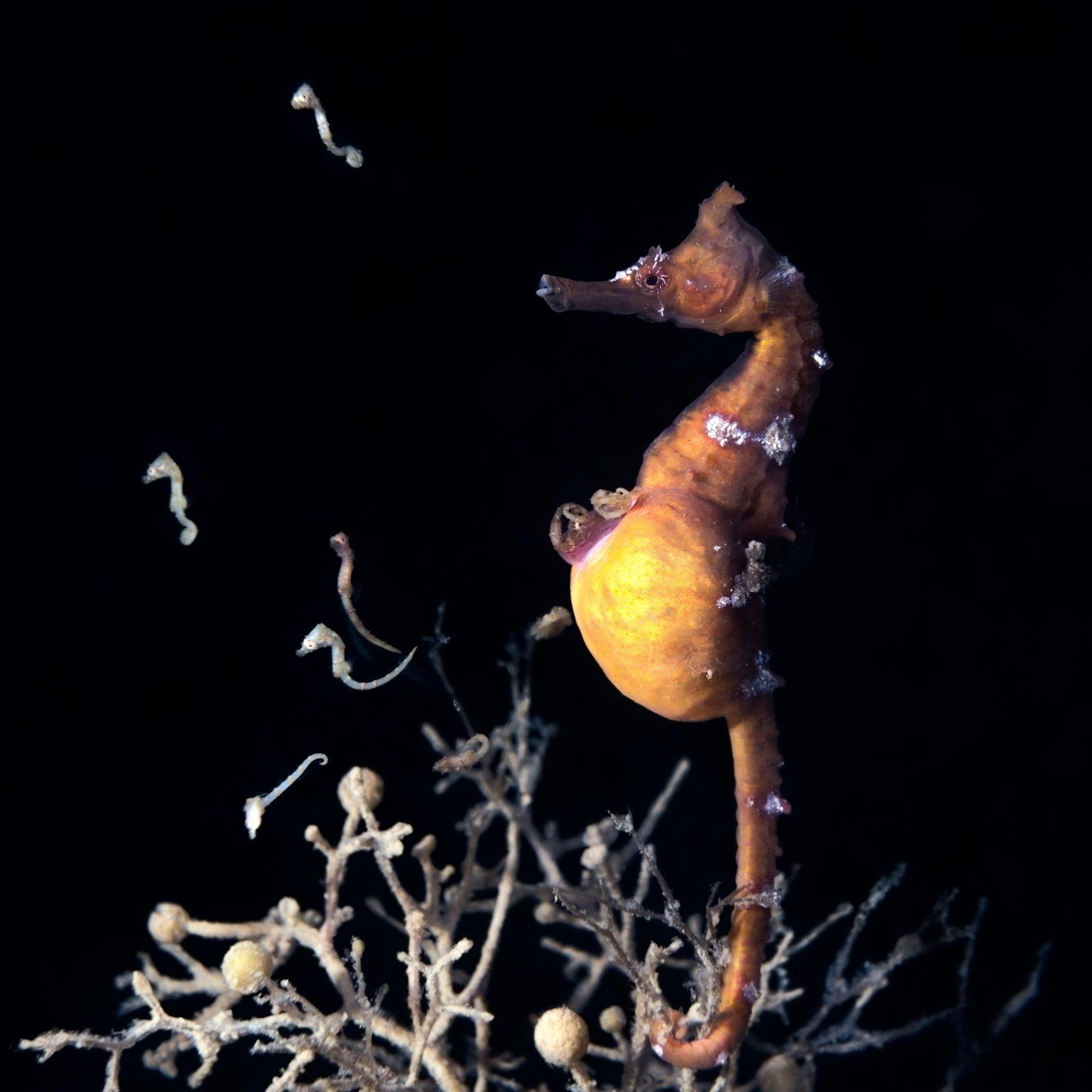 Male Korean seahorse (Hippocampus haema) giving birth.
