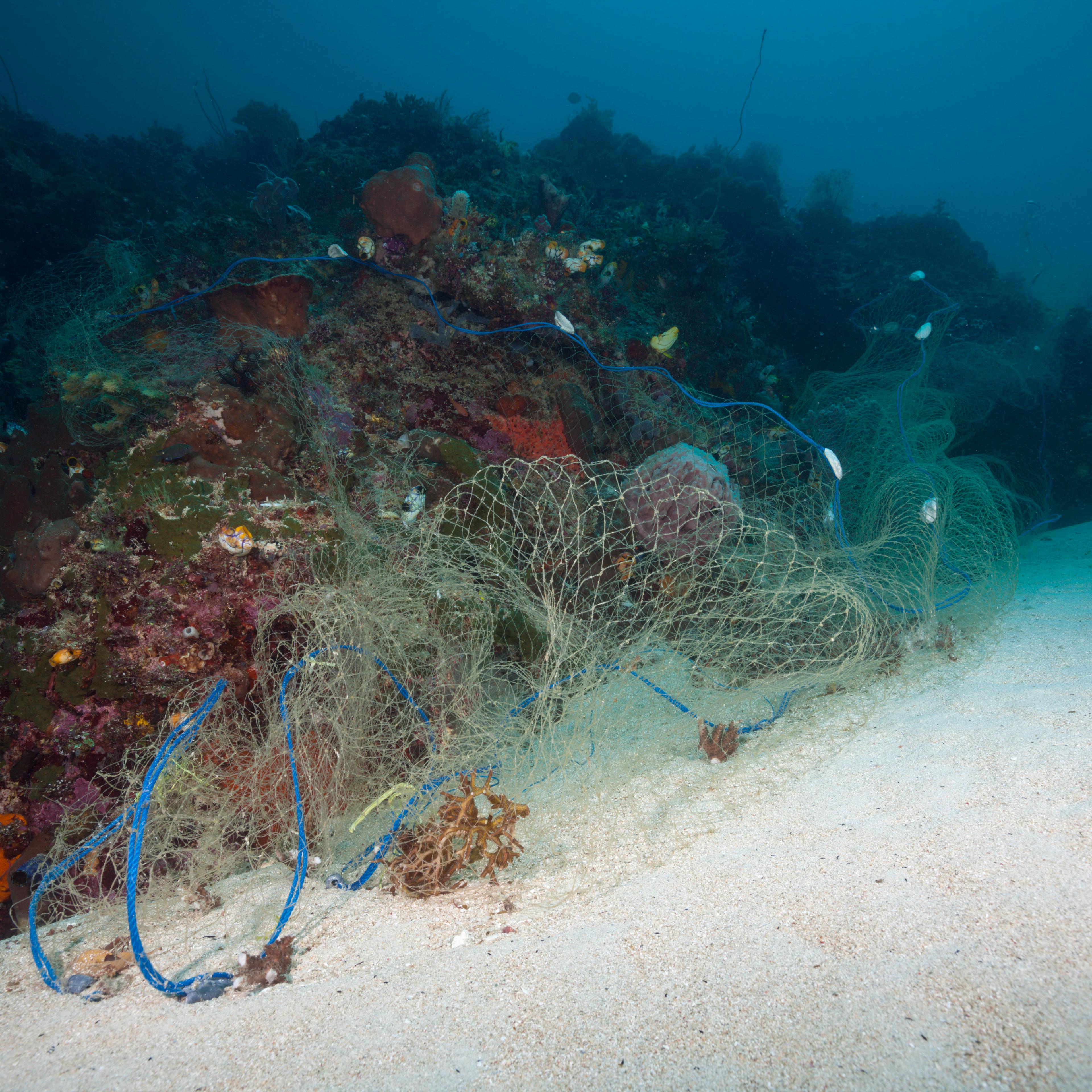 Lost Fishing Net covers Coral Reef, Indo Pacific, Indonesia