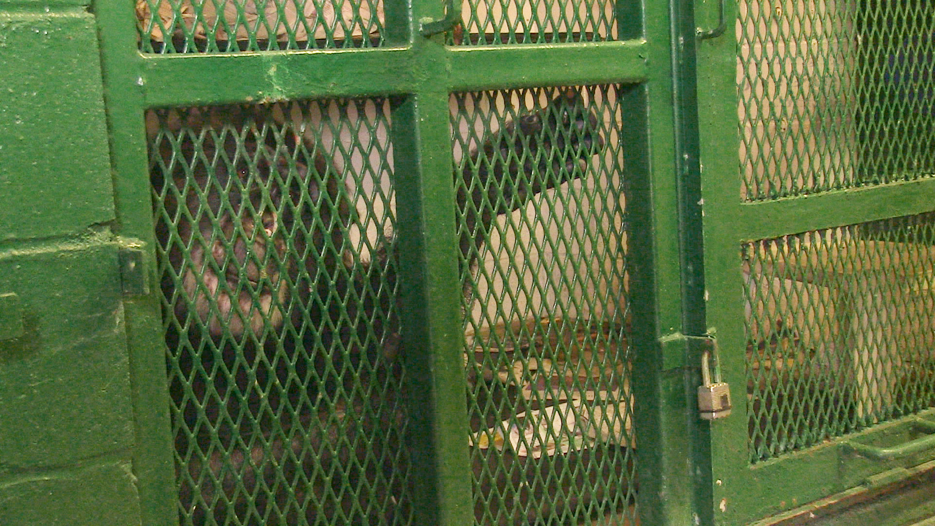 Tommy the chimpanzee