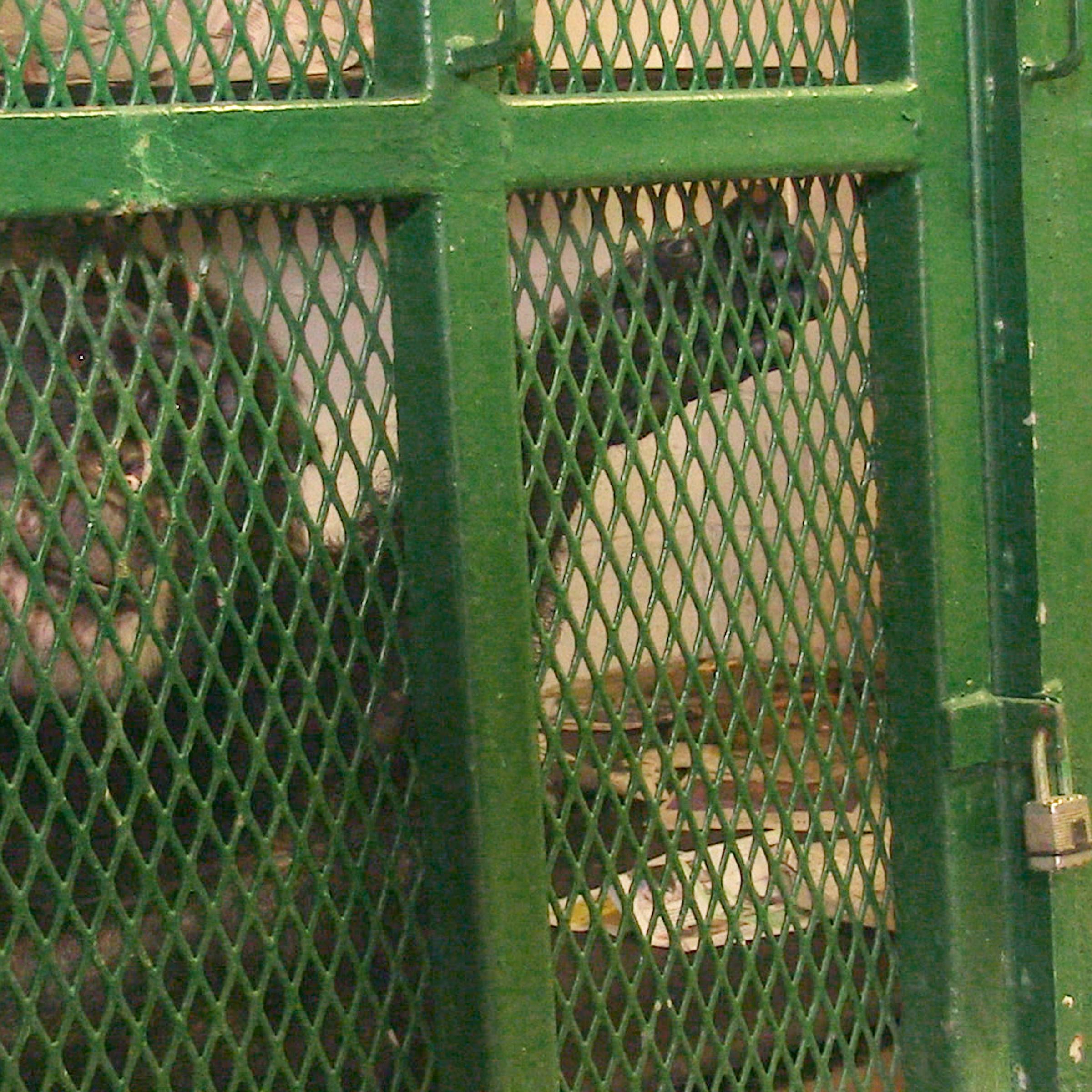 Tommy the chimpanzee