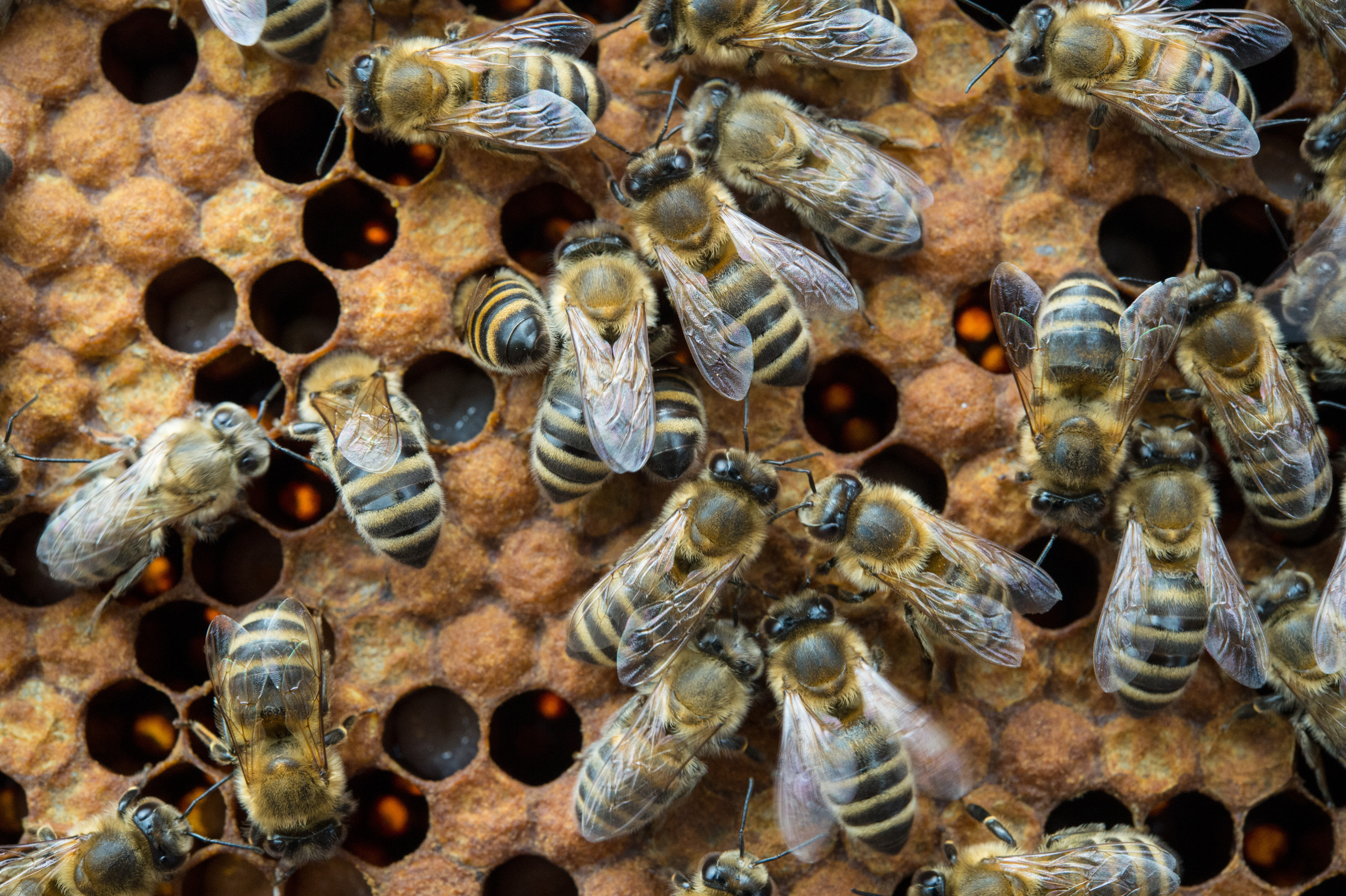 European honeybee