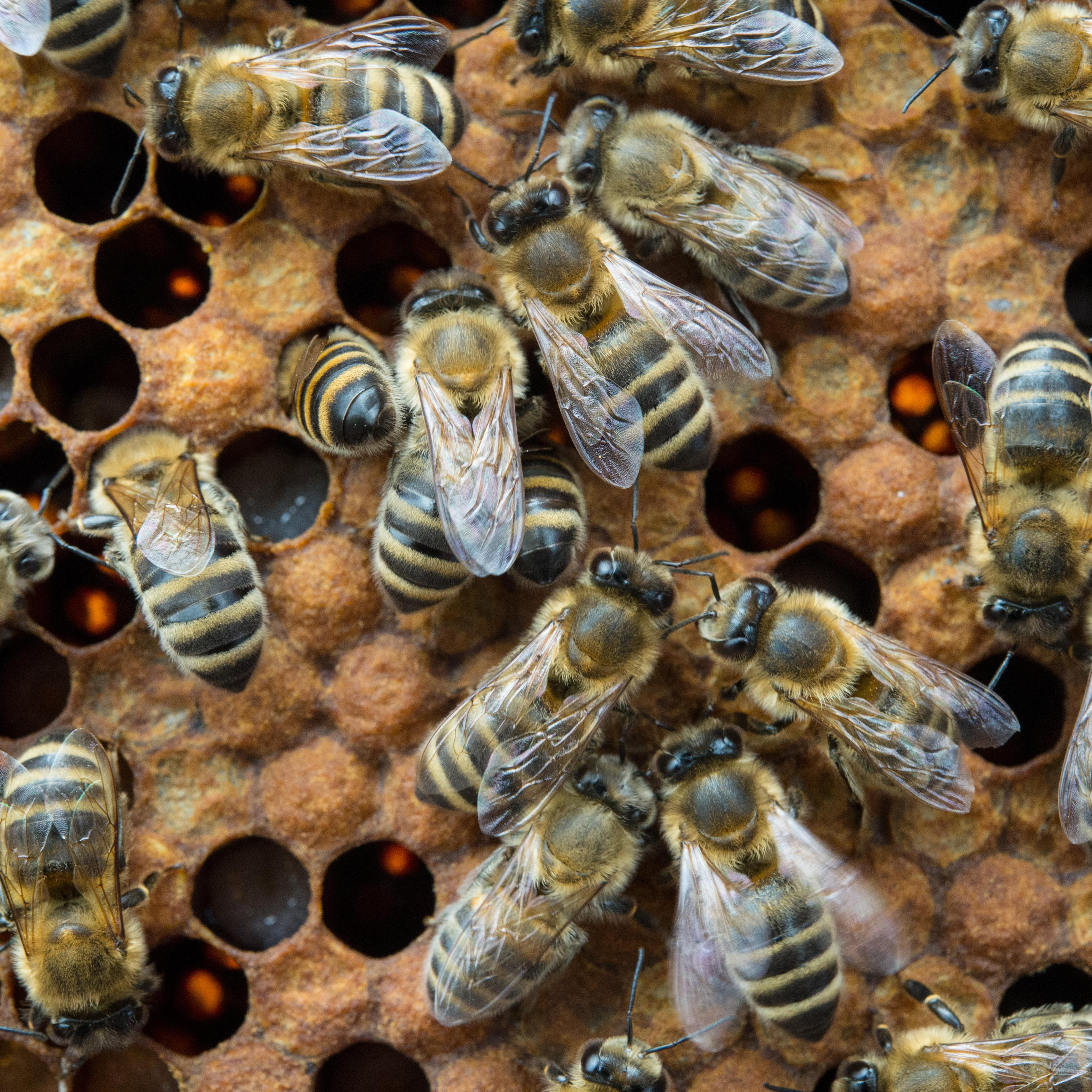 European honeybee