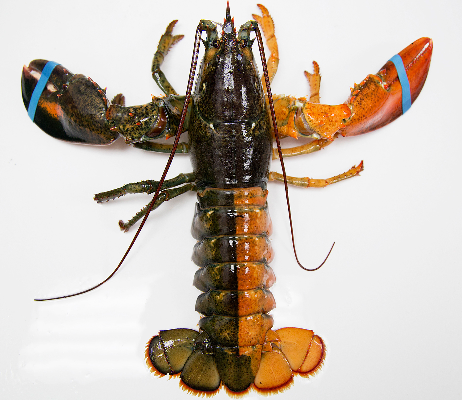 A July 6, 2015, photo shows a rare orange-brown split colored lobster that arrived recently at the Pine Point Fisherman's Co-Op in Scarborough, Me. 
