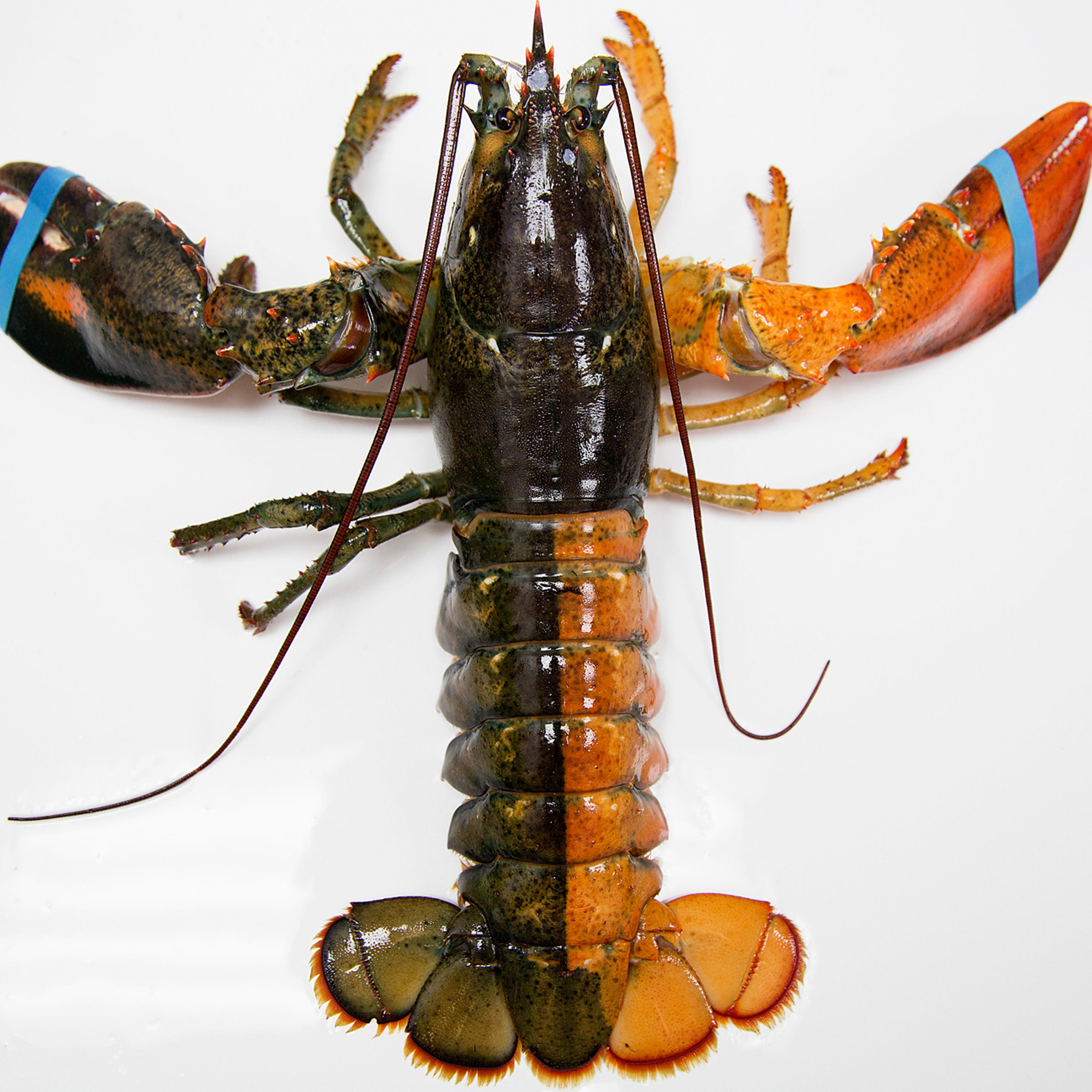 A July 6, 2015, photo shows a rare orange-brown split colored lobster that arrived recently at the Pine Point Fisherman's Co-Op in Scarborough, Me.