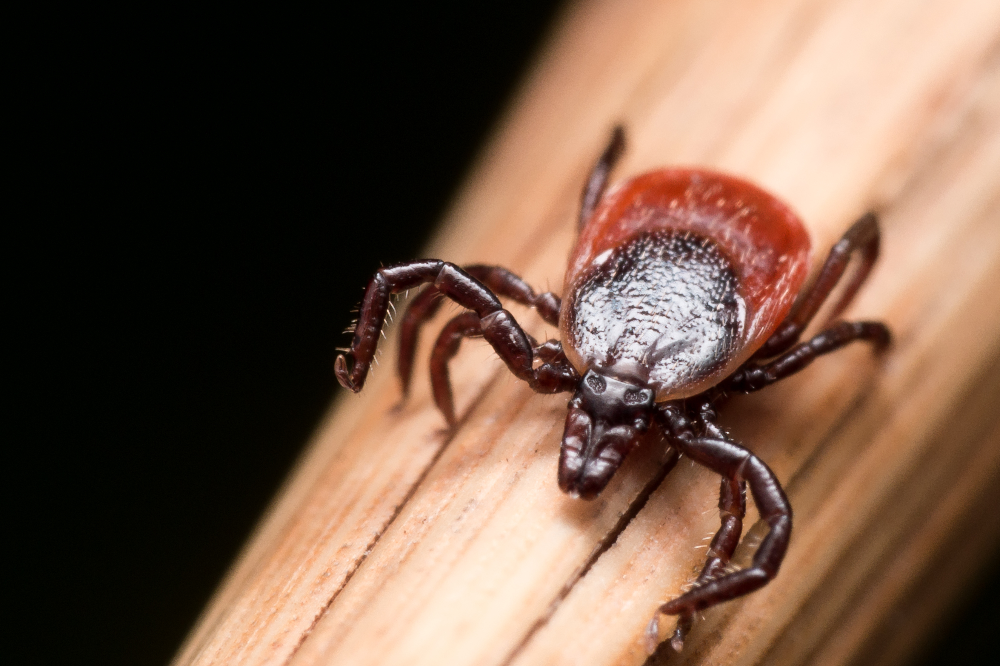 ticks lyme disease