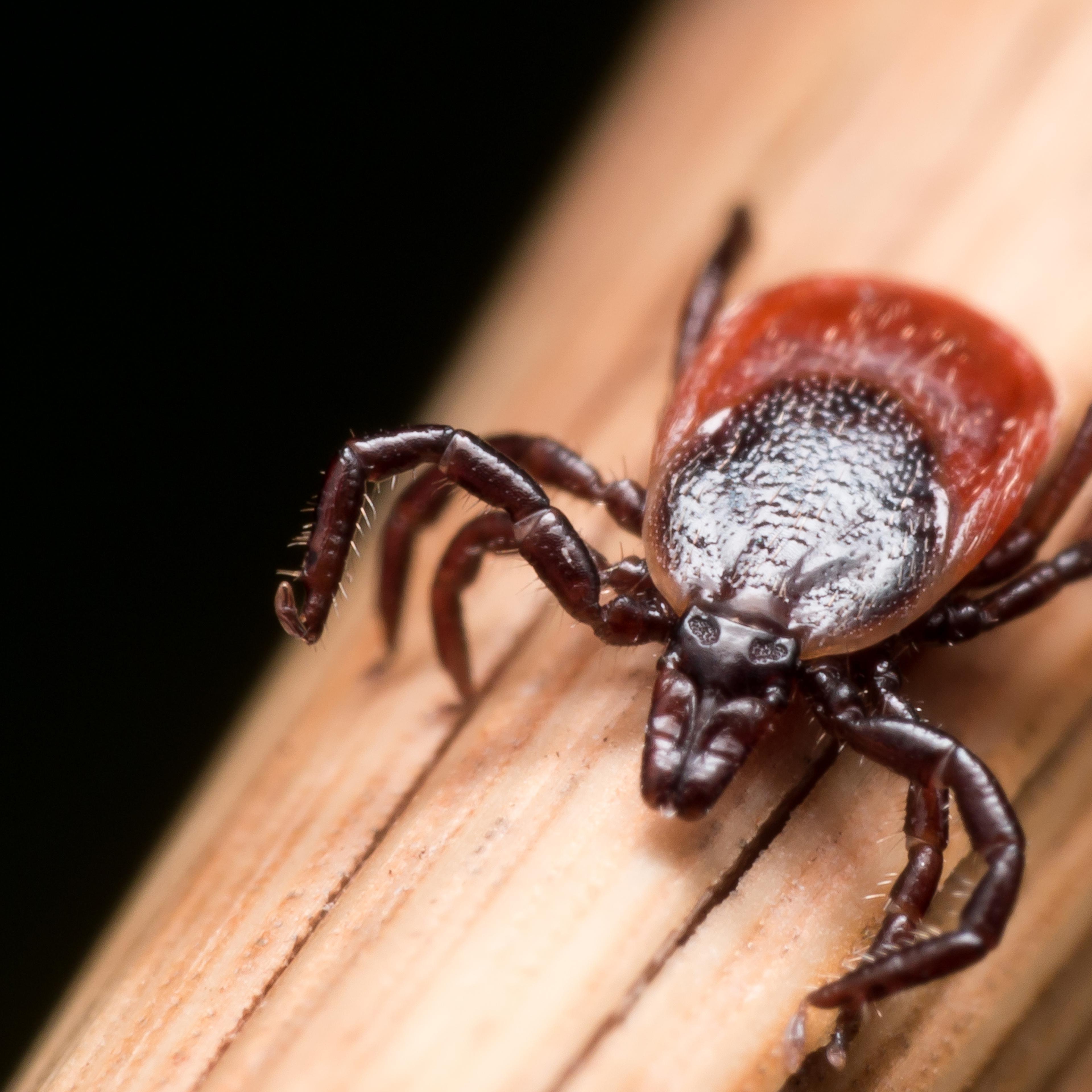 ticks lyme disease