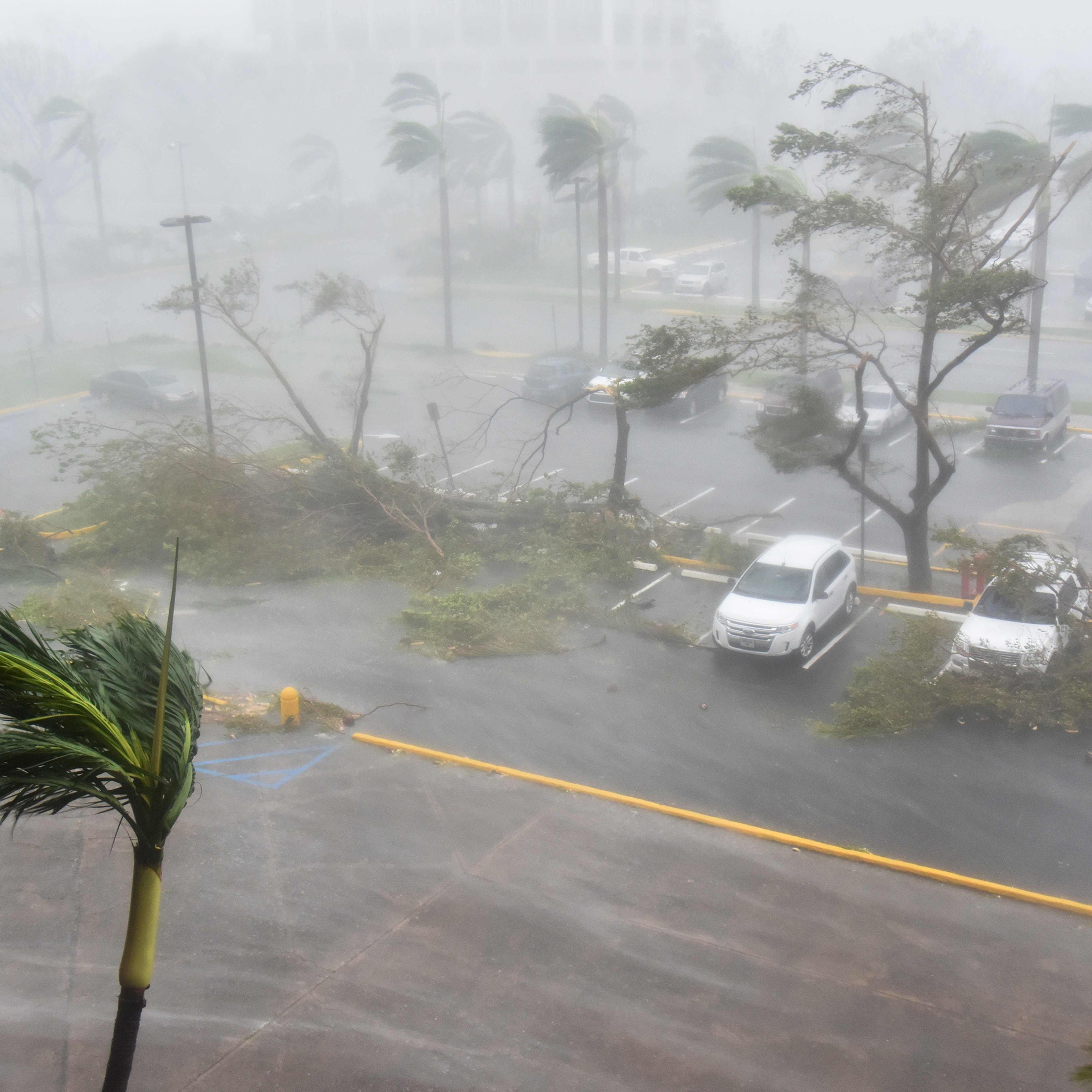 Trees are toppled in a parking lot at Roberto Clemente Coliseum in San Juan, Puerto Rico, on Sept. 20, 2017.