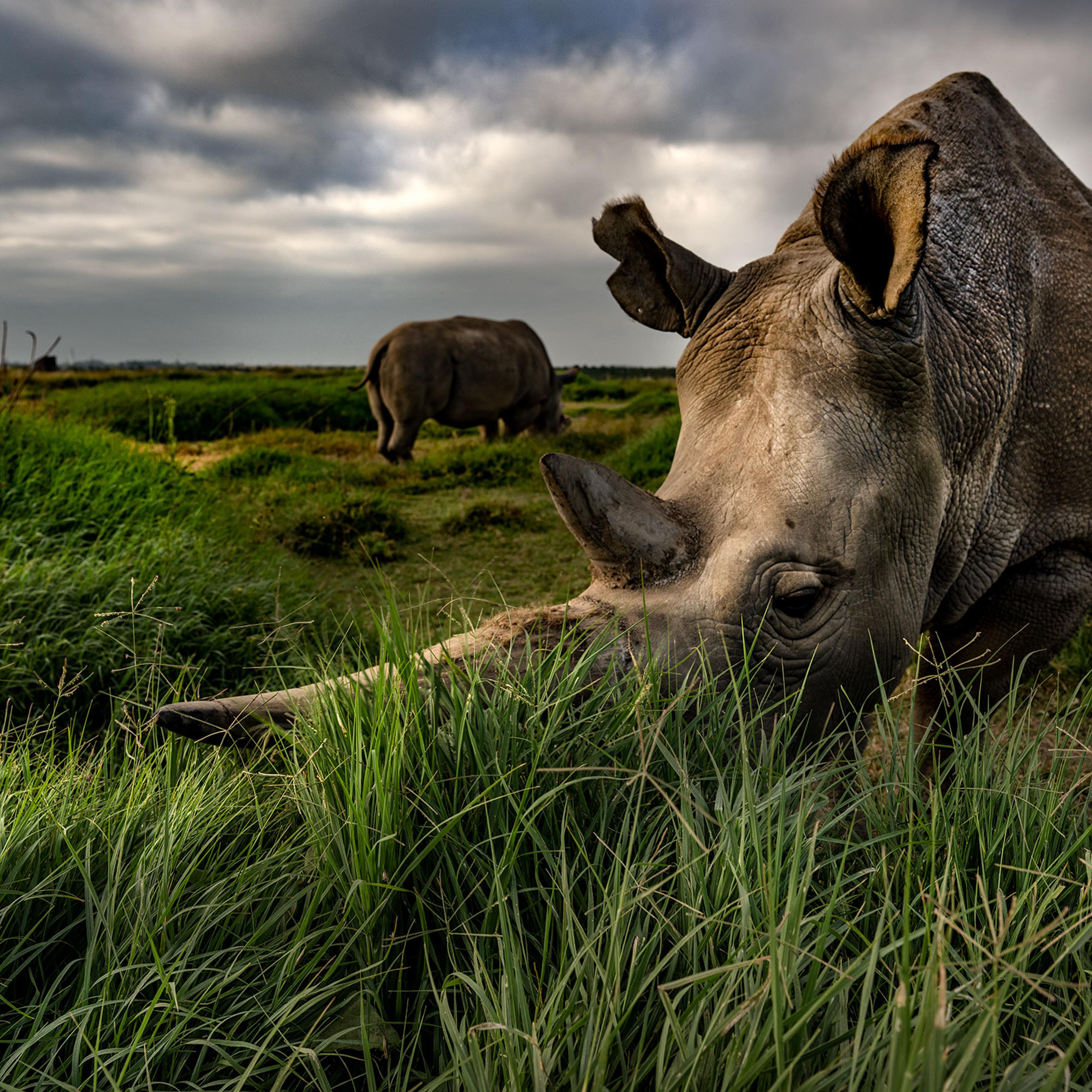 Rhino extinction