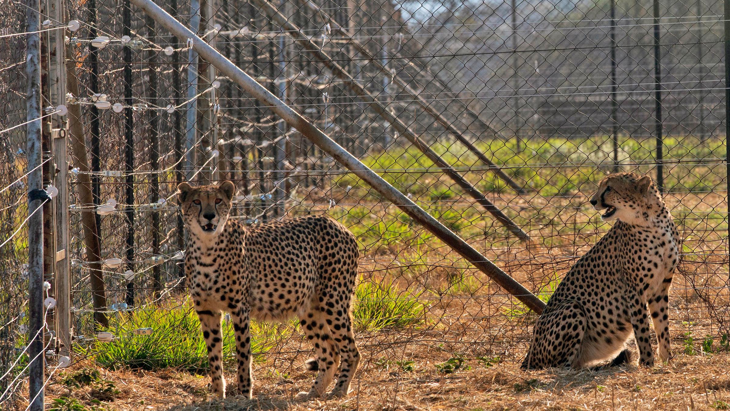 India Tried to Re-introduce Cheetahs to the Wild. It Didn't Go Well