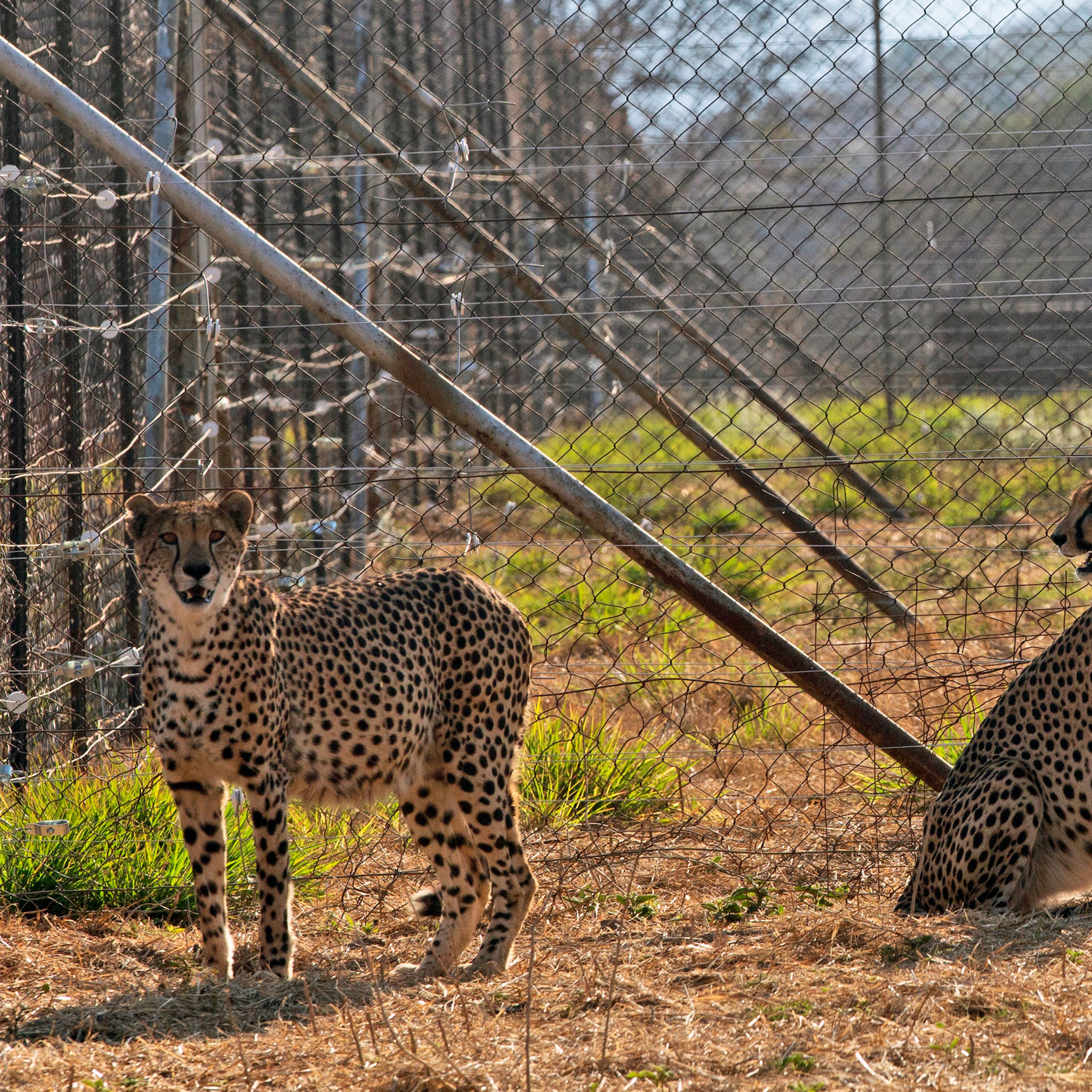 India South Africa Cheetahs