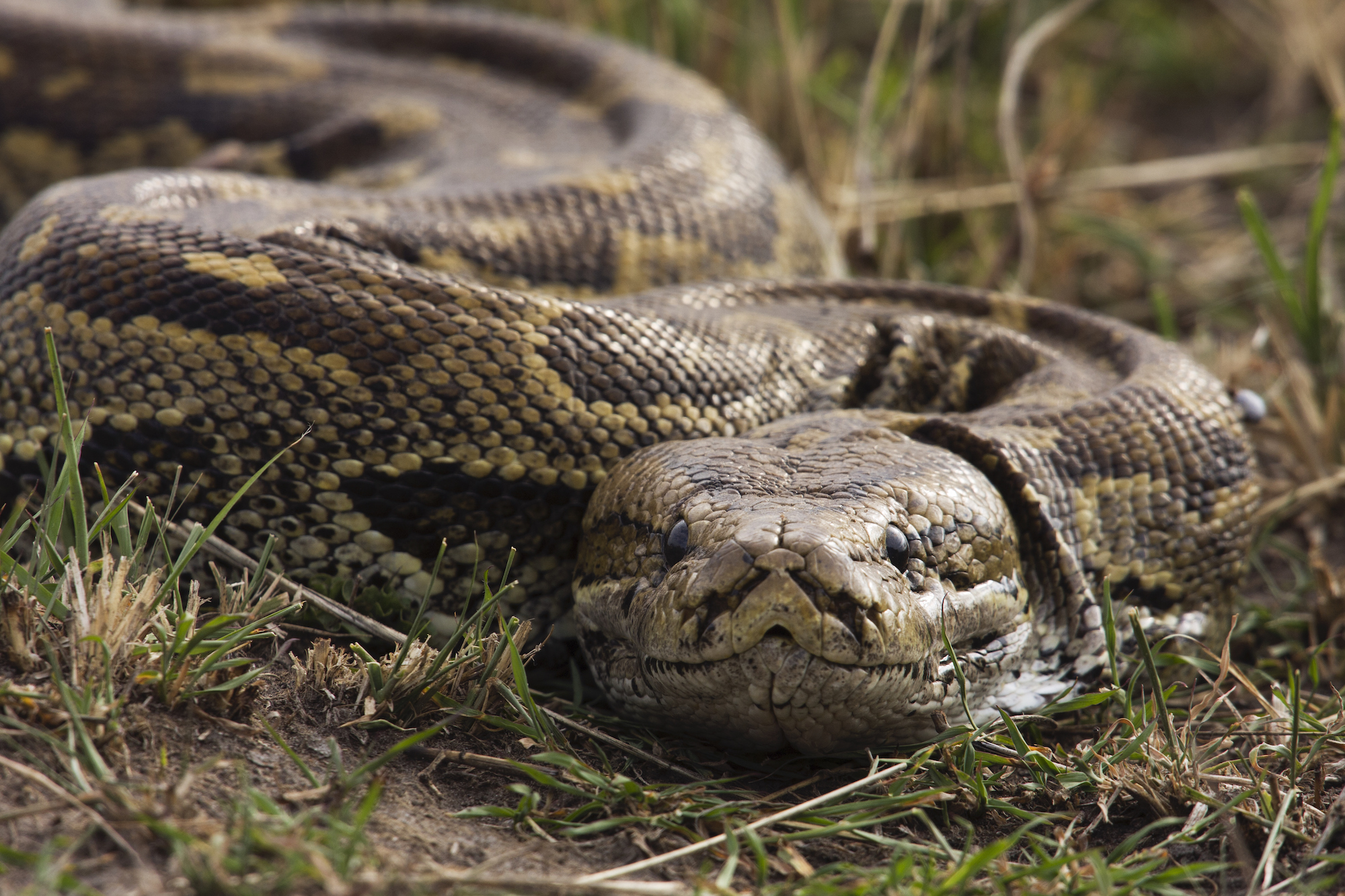 African rock python head portrait