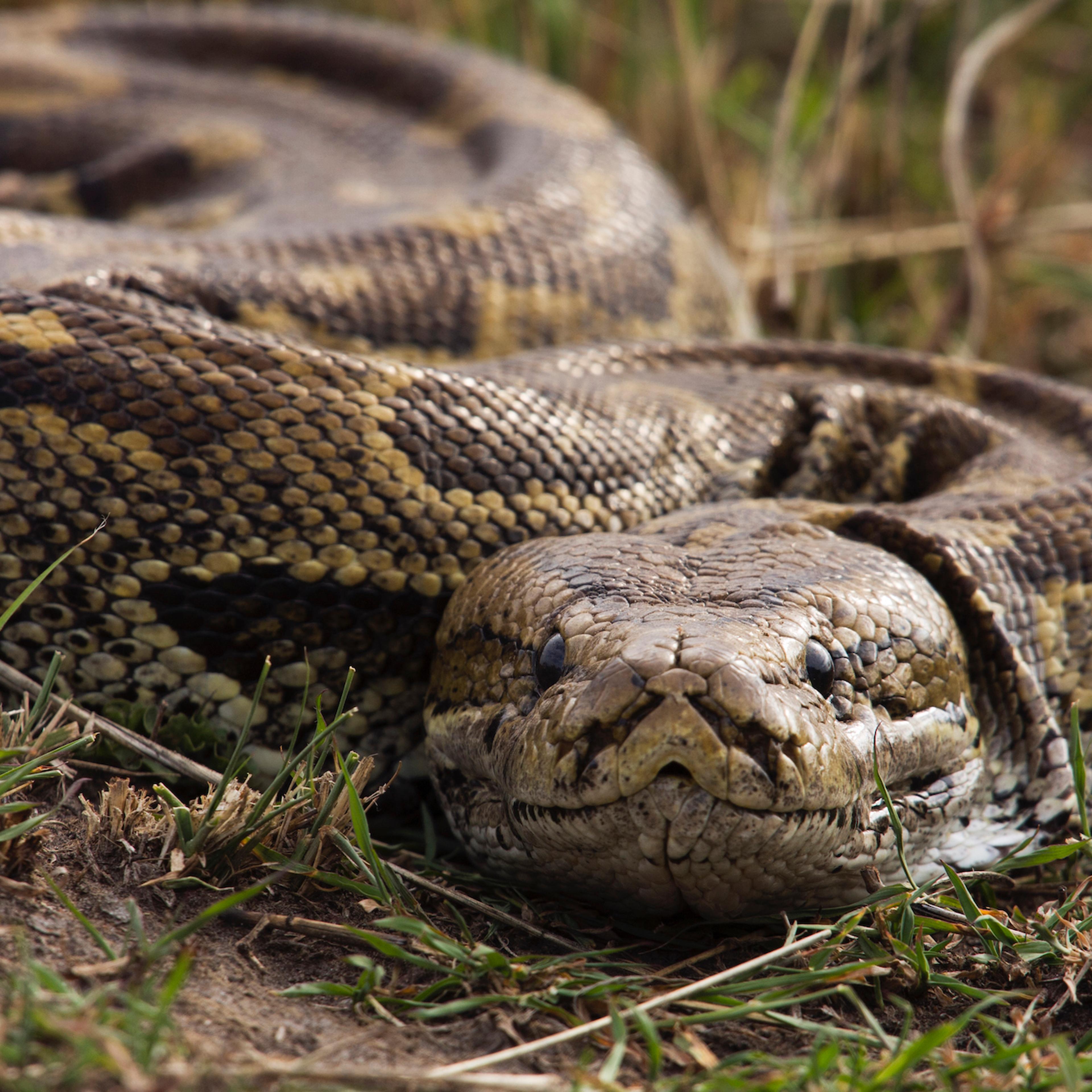 African rock python head portrait