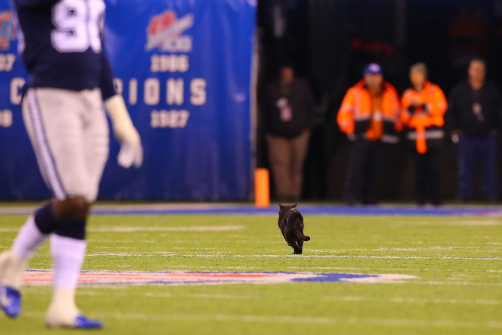 Giants black cat