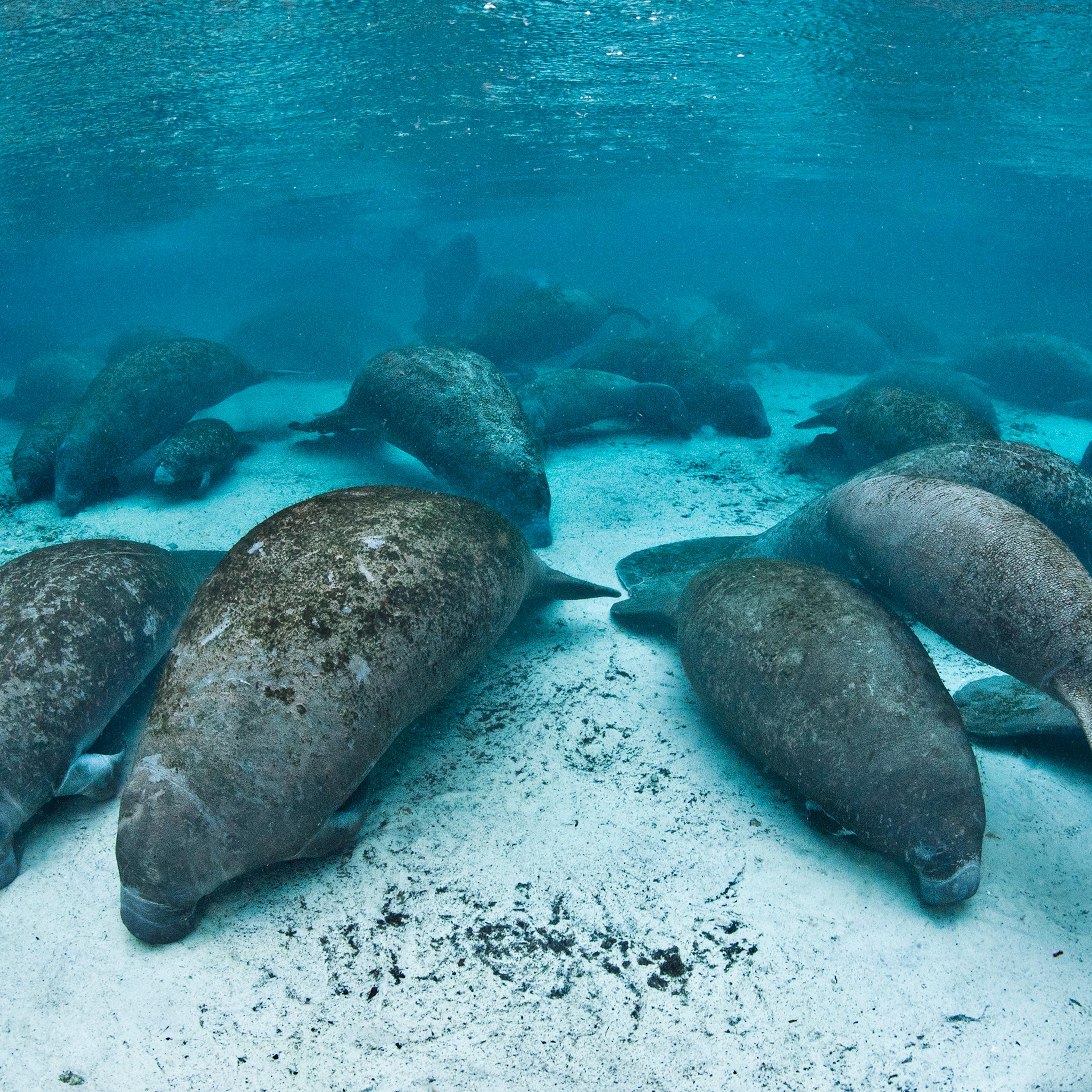 On a cold evening, large numbers of manatees (Trichechus manatus latirostrus) gather in Three Sisters Spring for the night in this picture dated August 12, 2011.