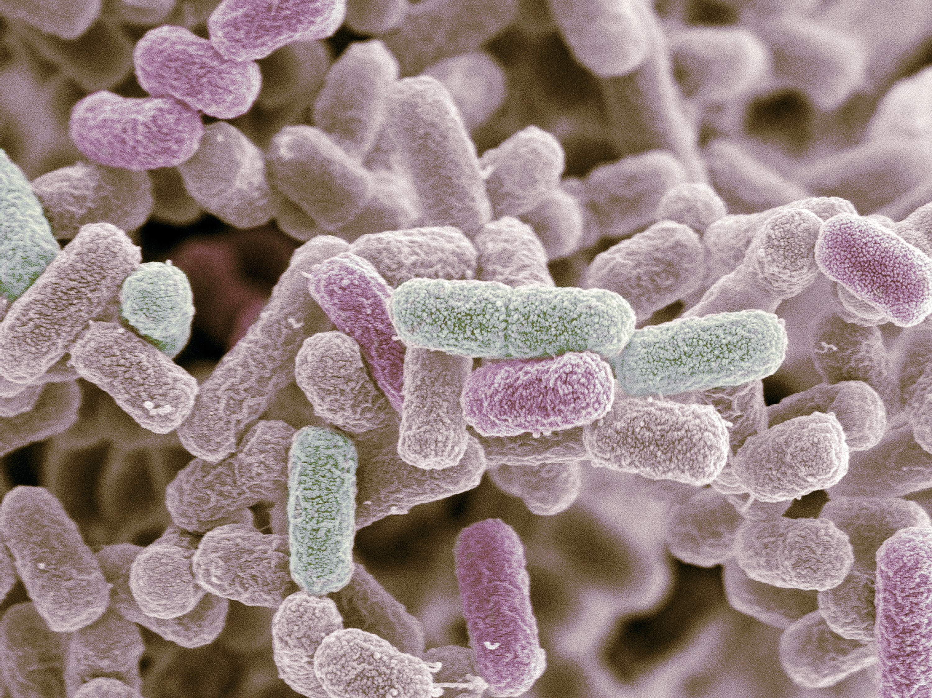 E. coli bacteria, SEM