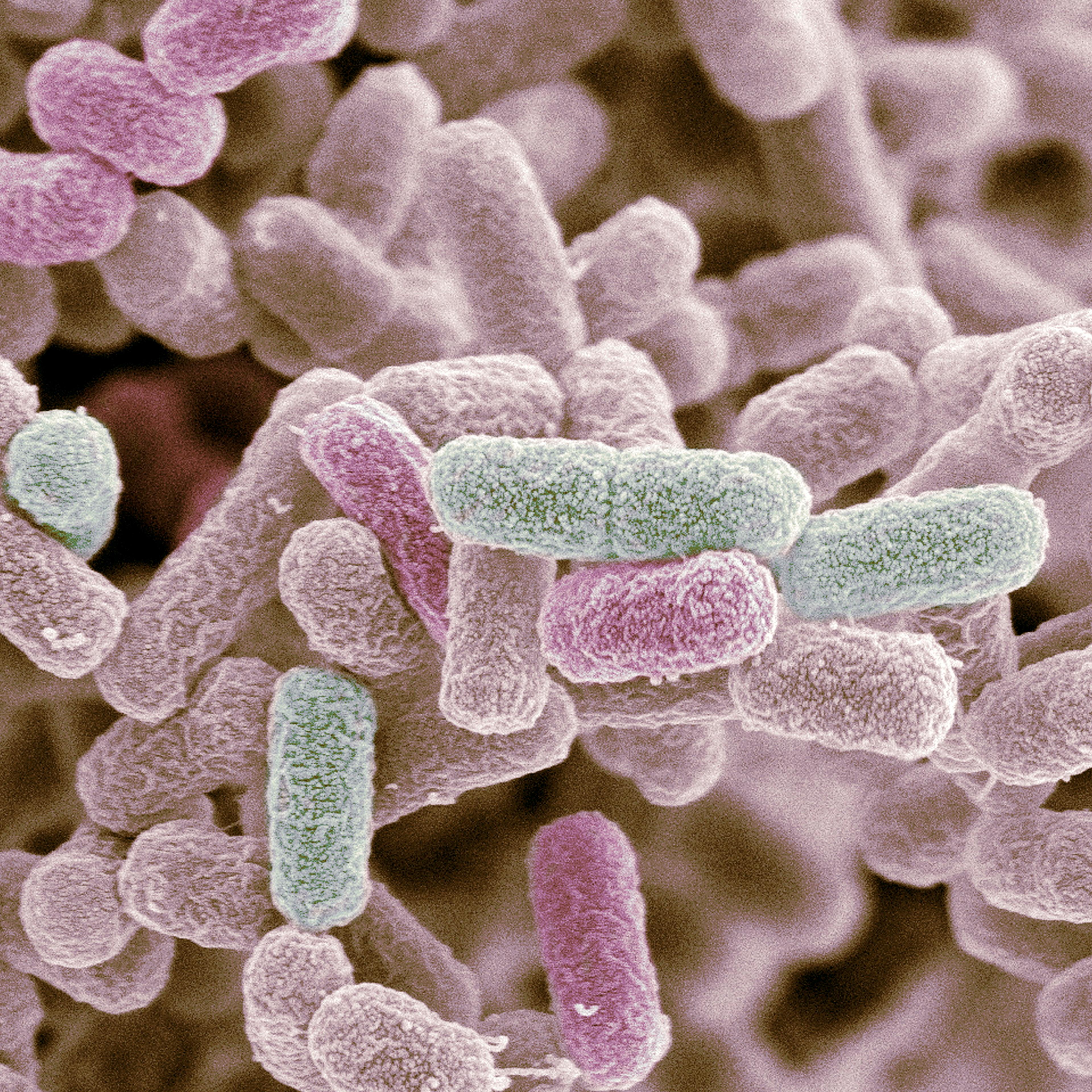 E. coli bacteria, SEM