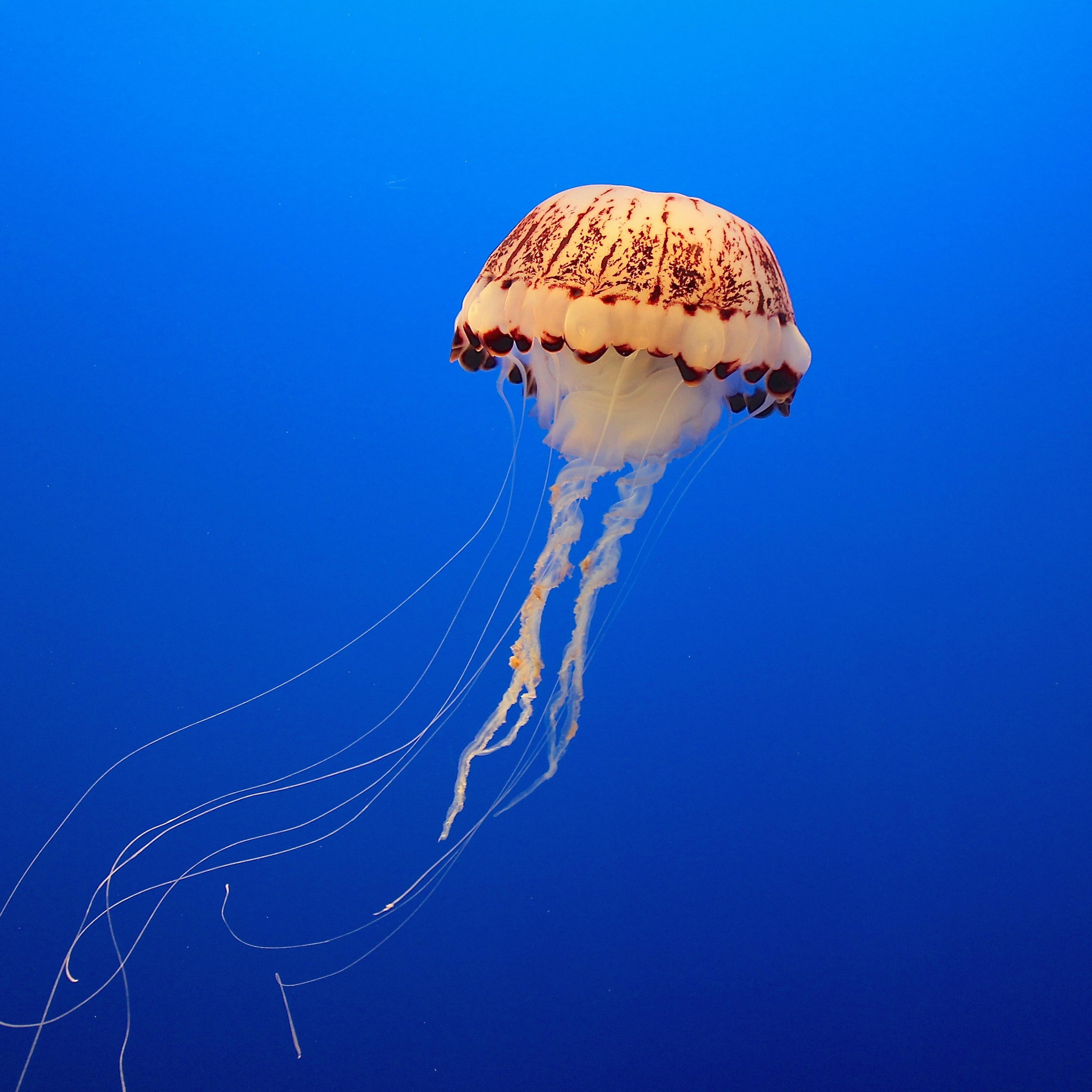 Jellyfish Swimming In Sea
