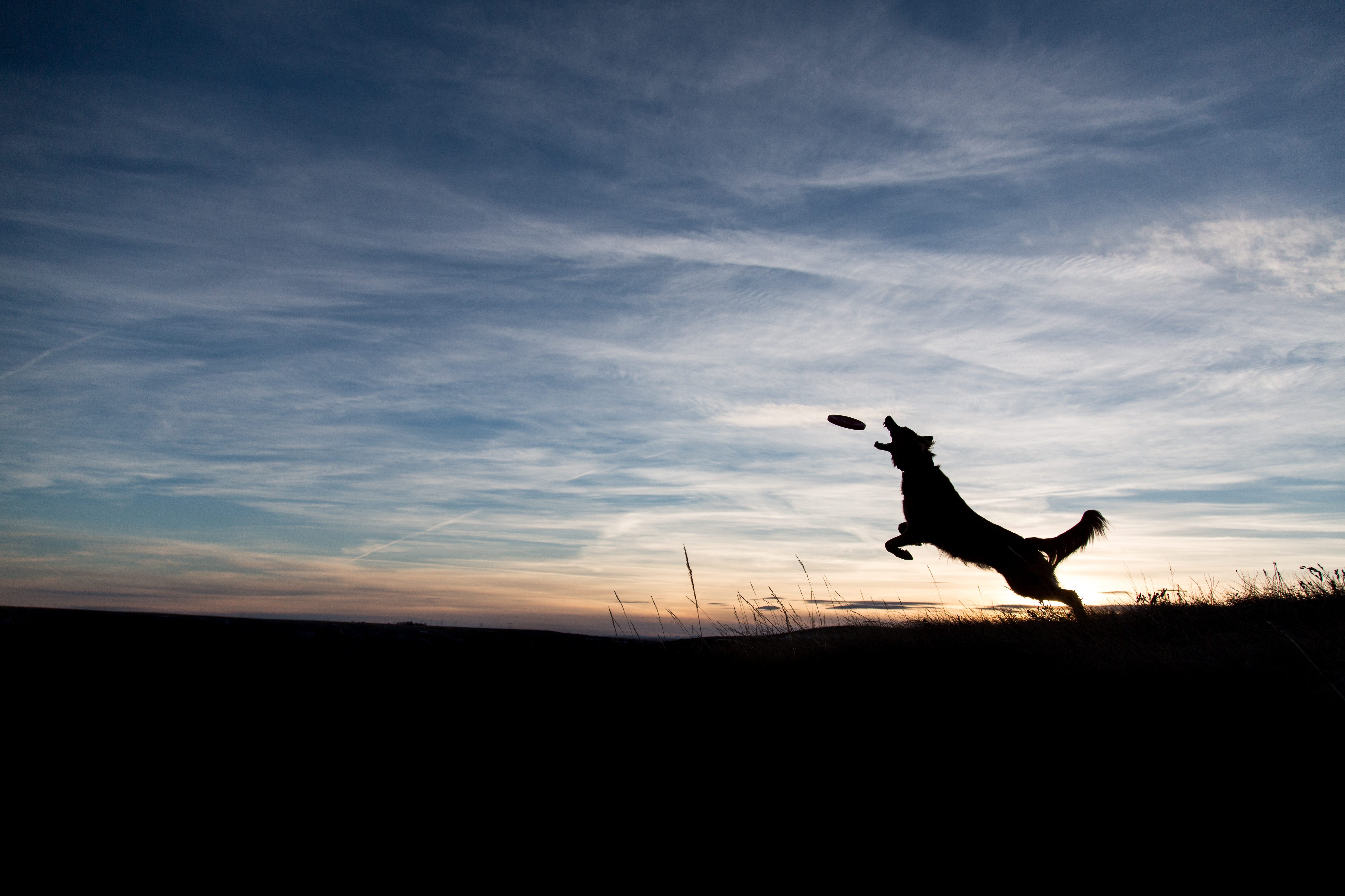 Silhouetted Dog Catching a Frisbee