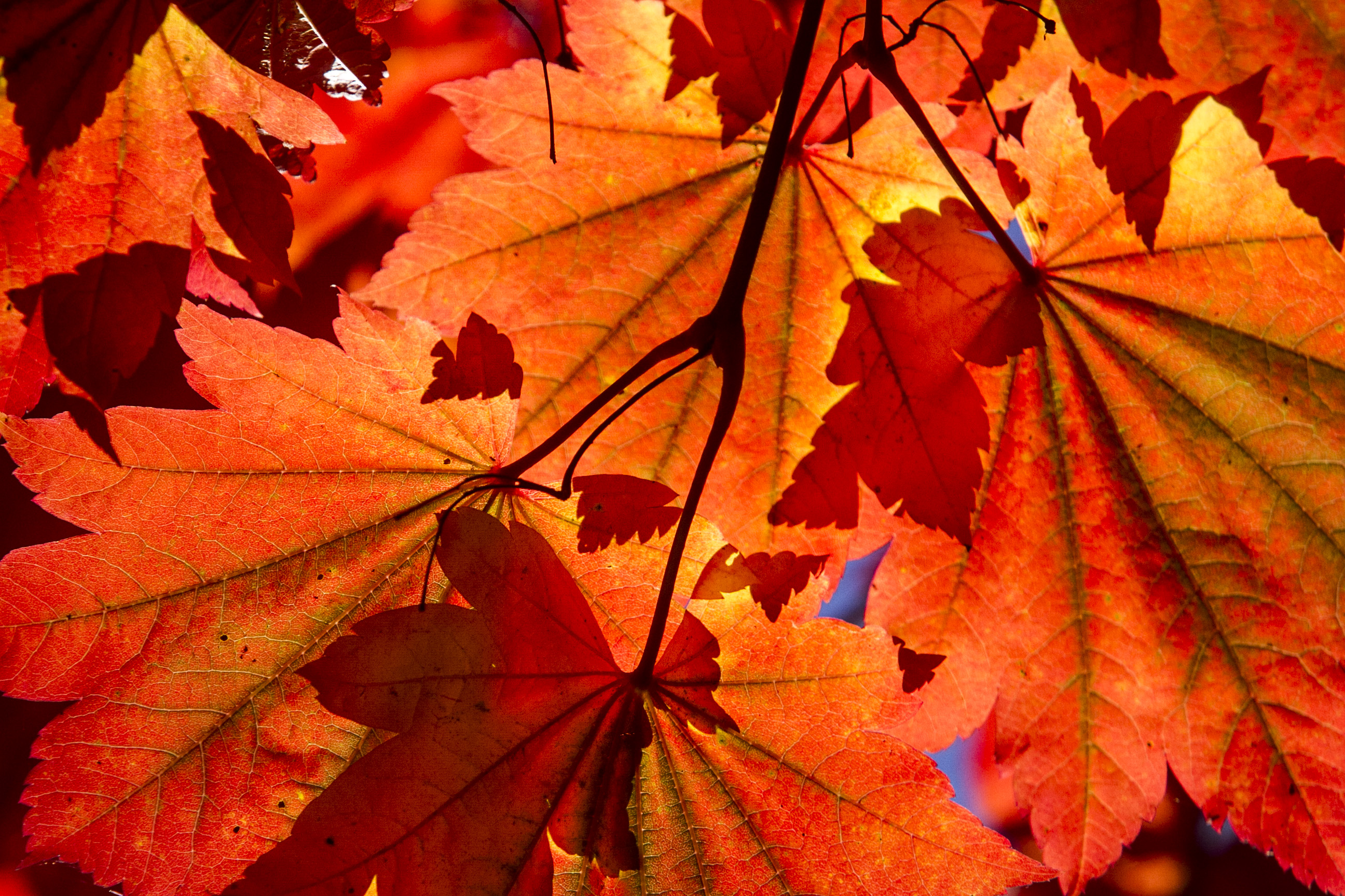 Autumn baby? Go ahead and brag.
