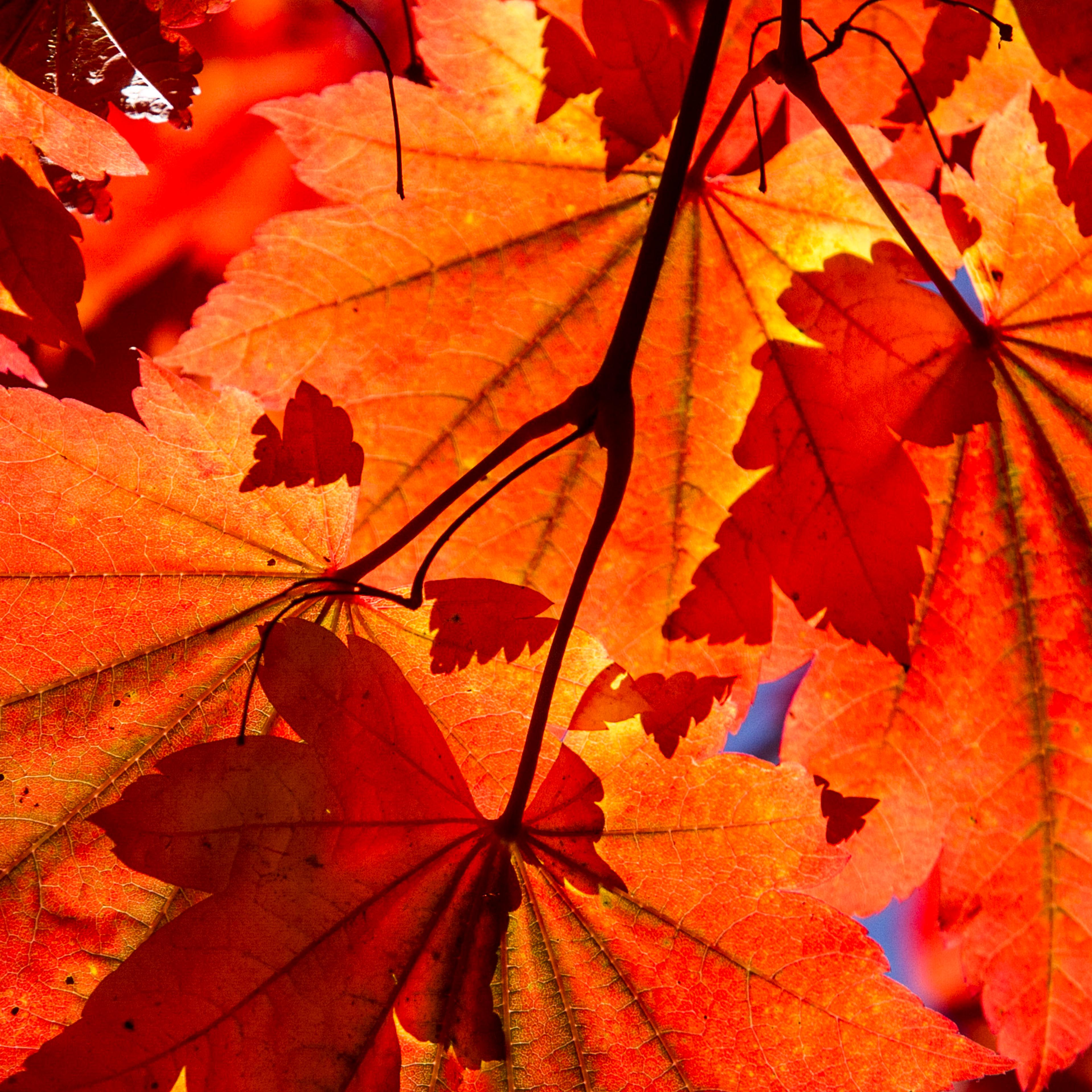 Autumn baby? Go ahead and brag.