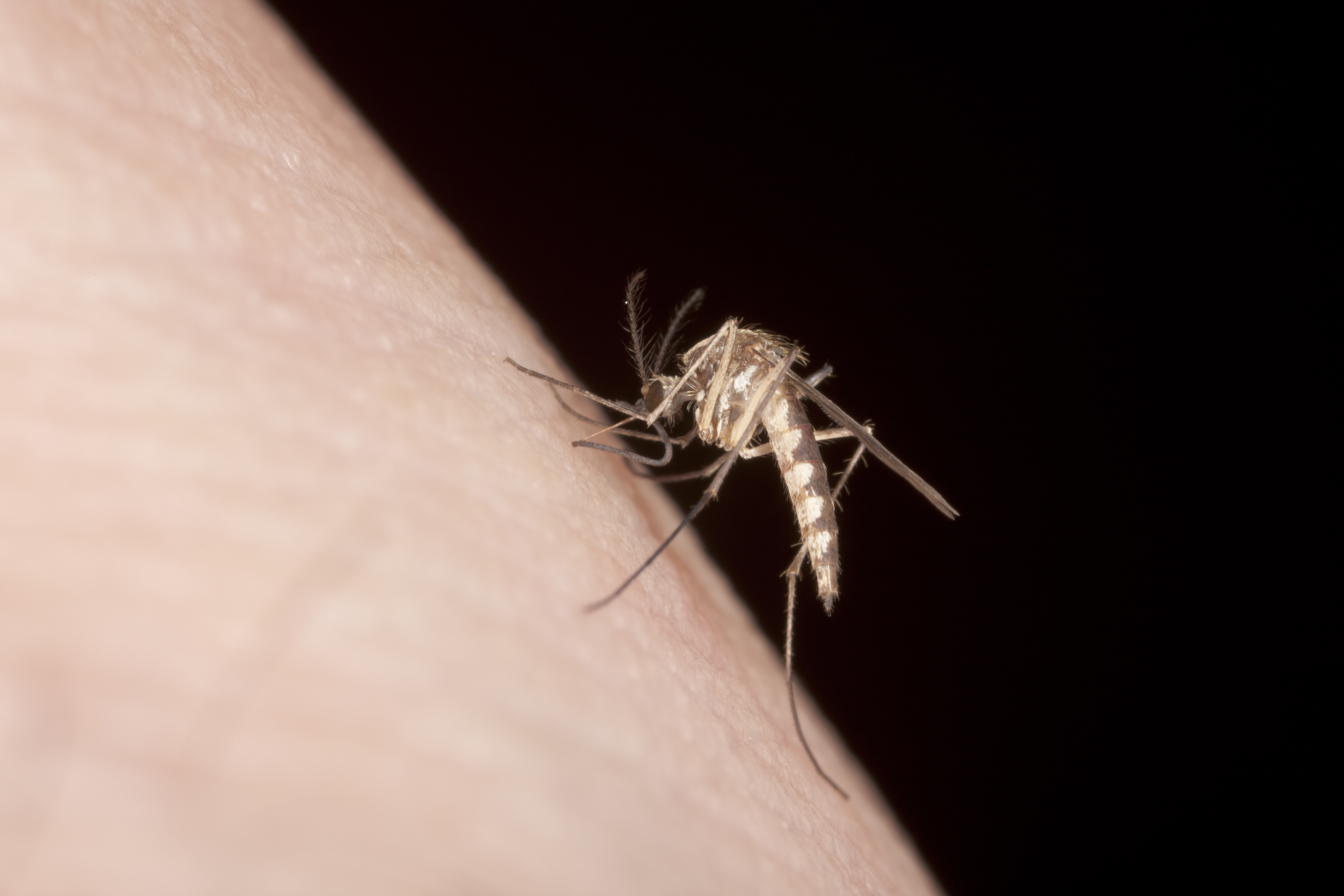 biting mosquito